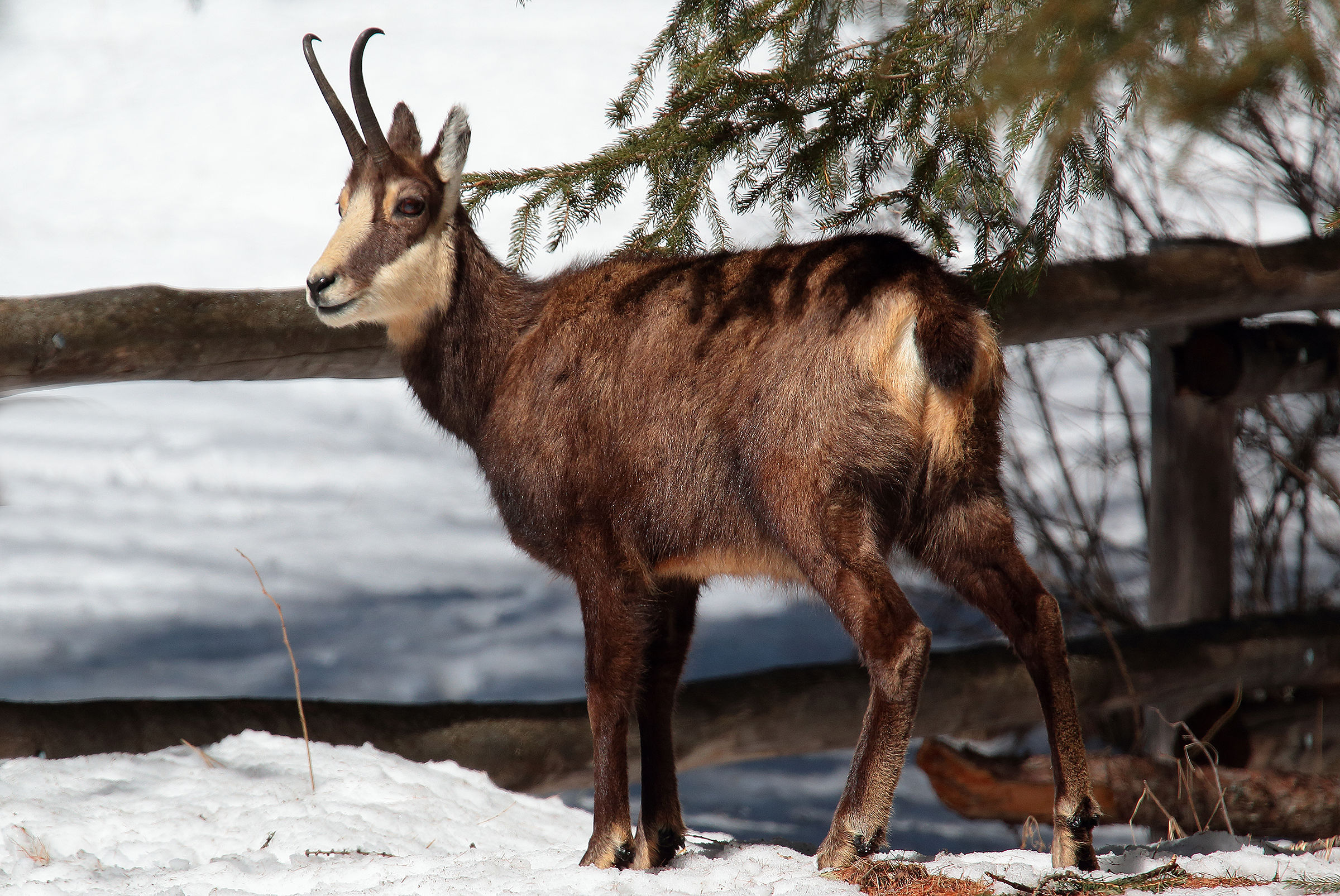 chamois