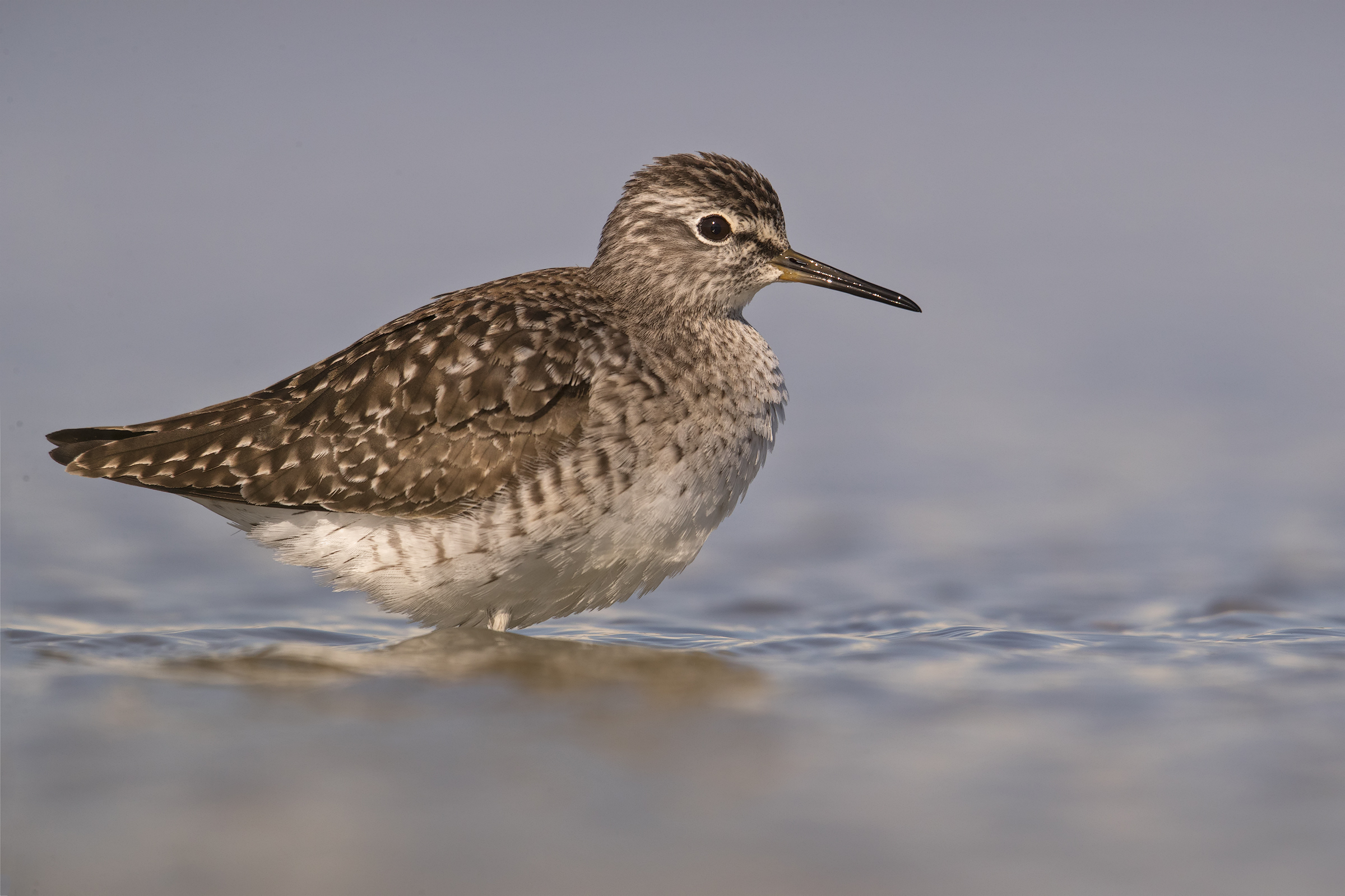 Wood Sandpiper