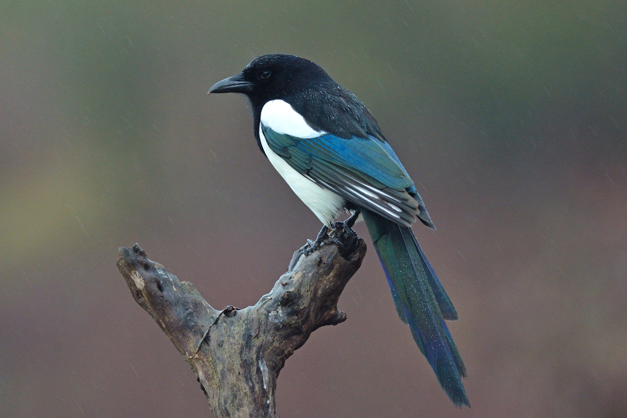 Magpie (Pica pica)