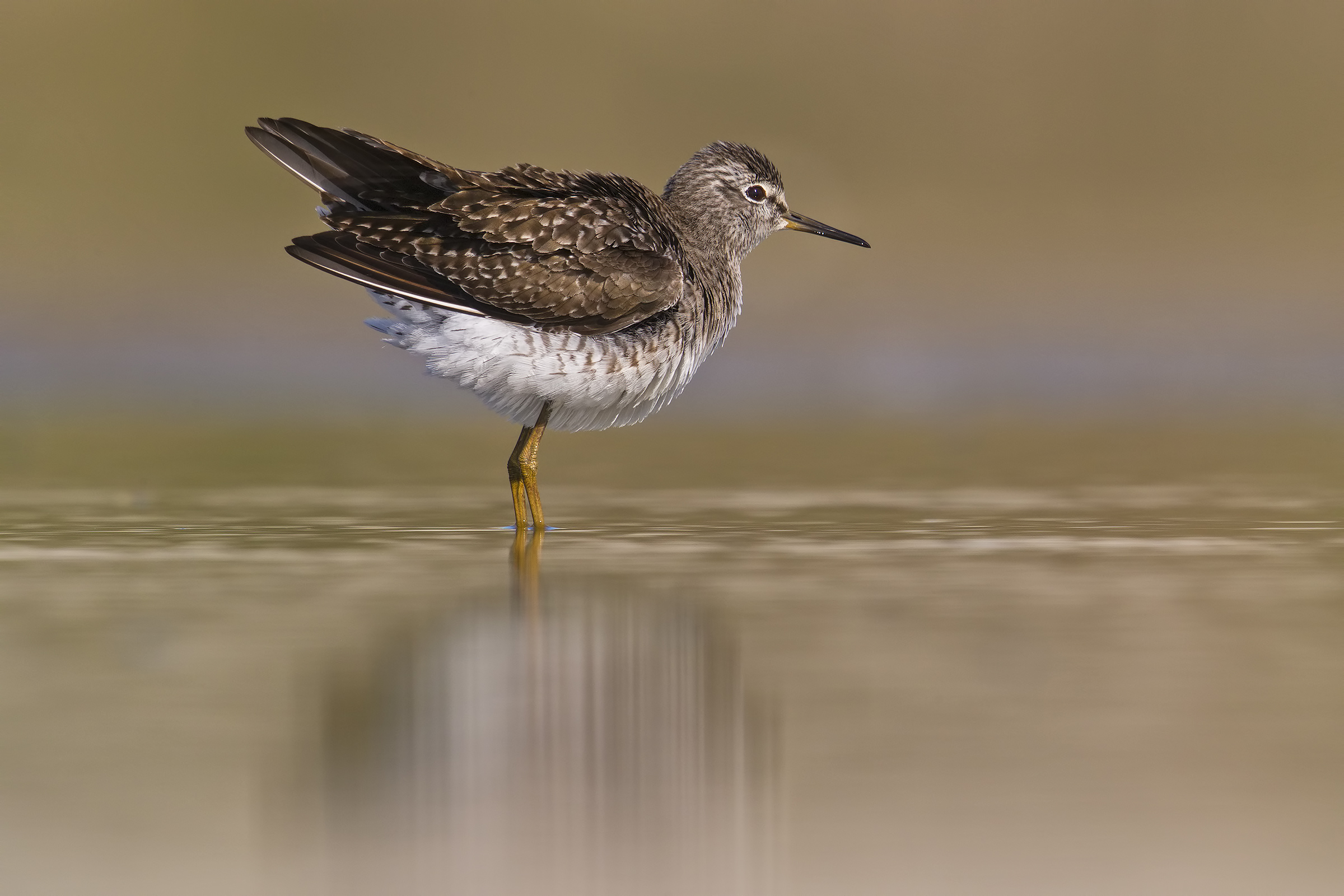Wood Sandpiper