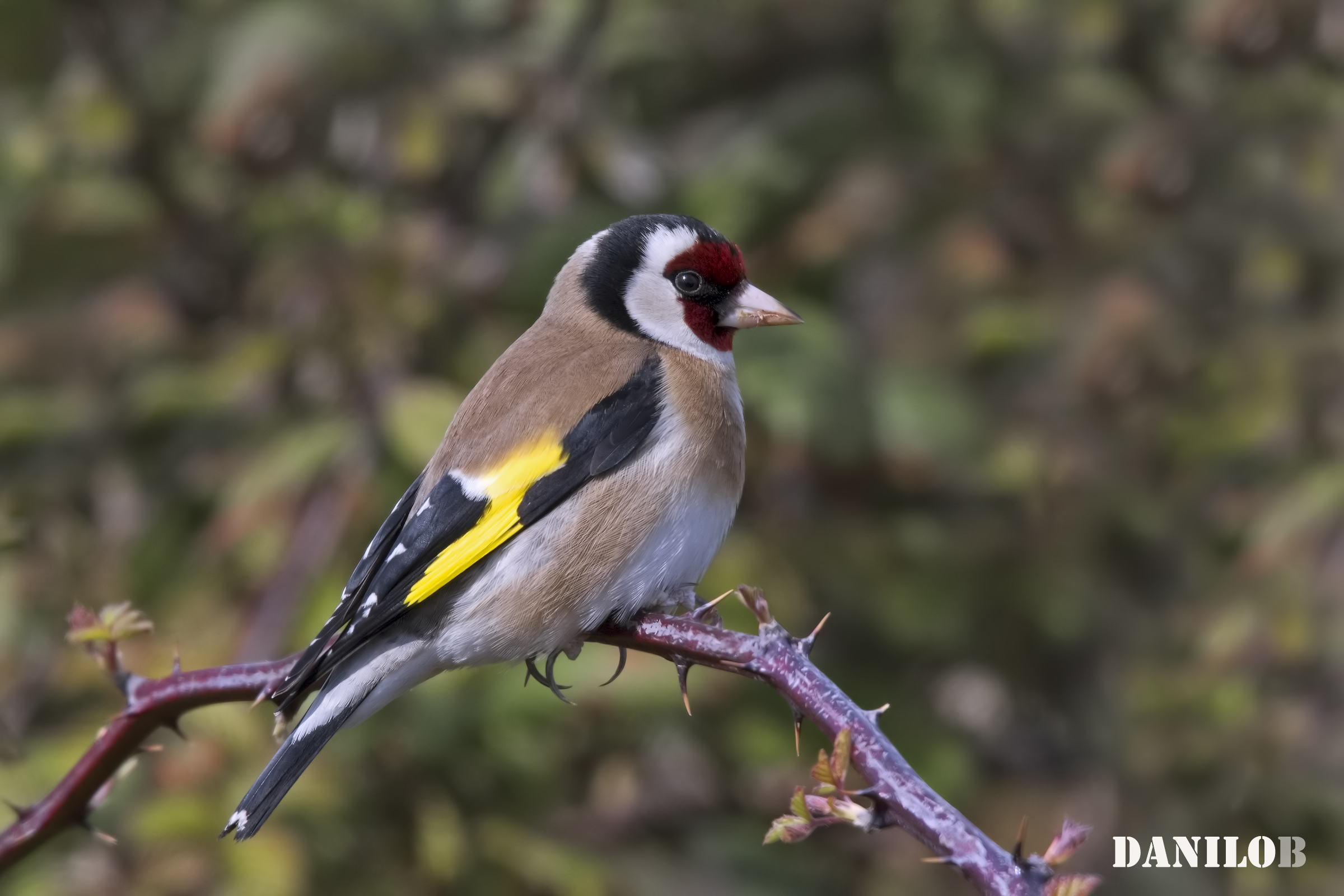 Goldfinch