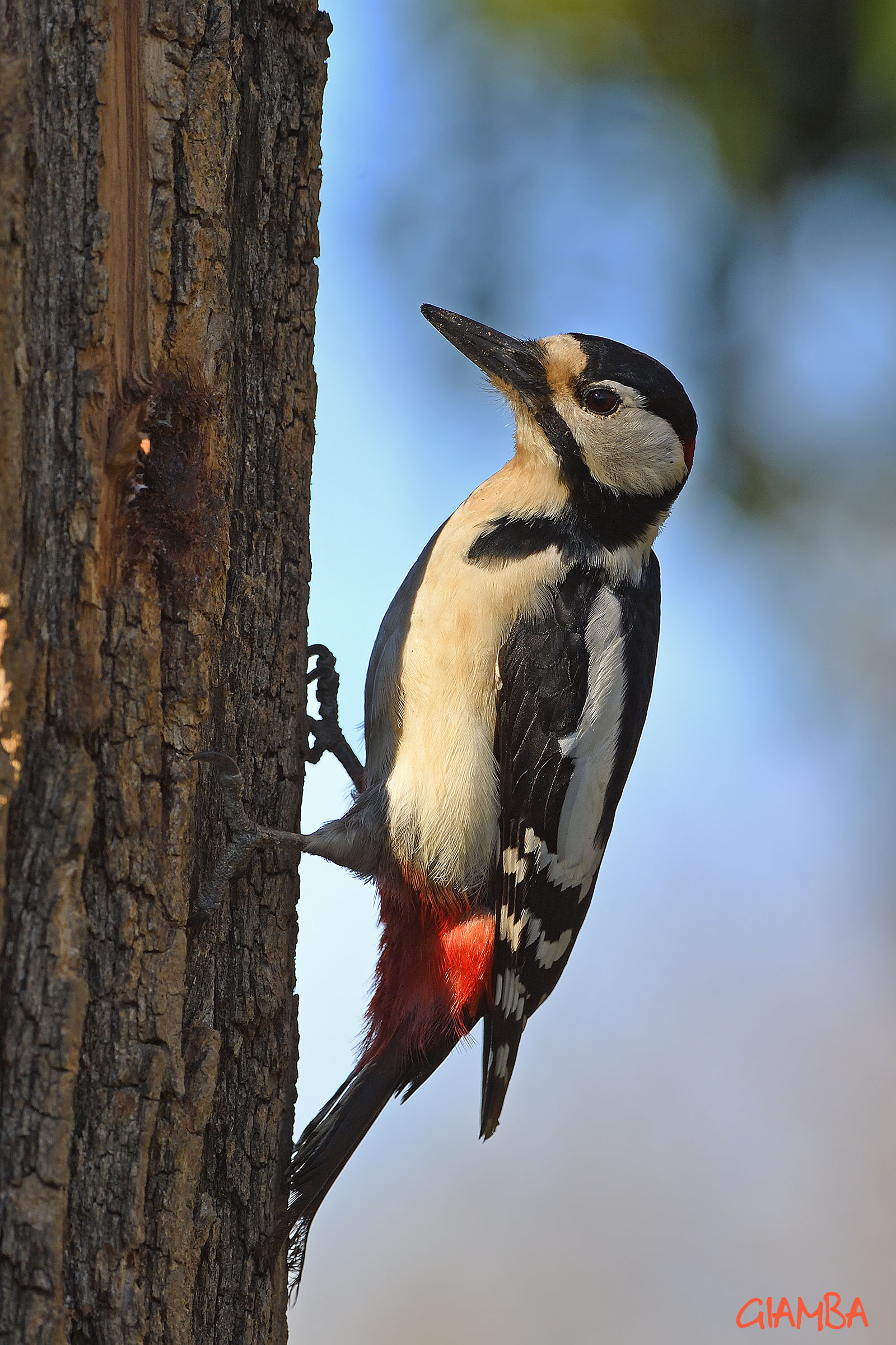 Picchio rosso maggiore