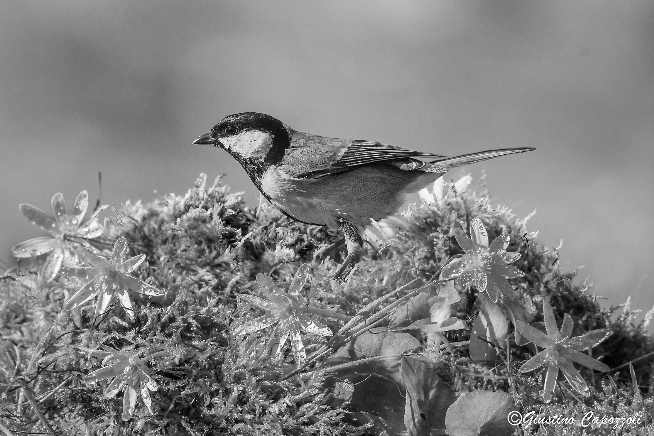 Primavera in bianco e nero