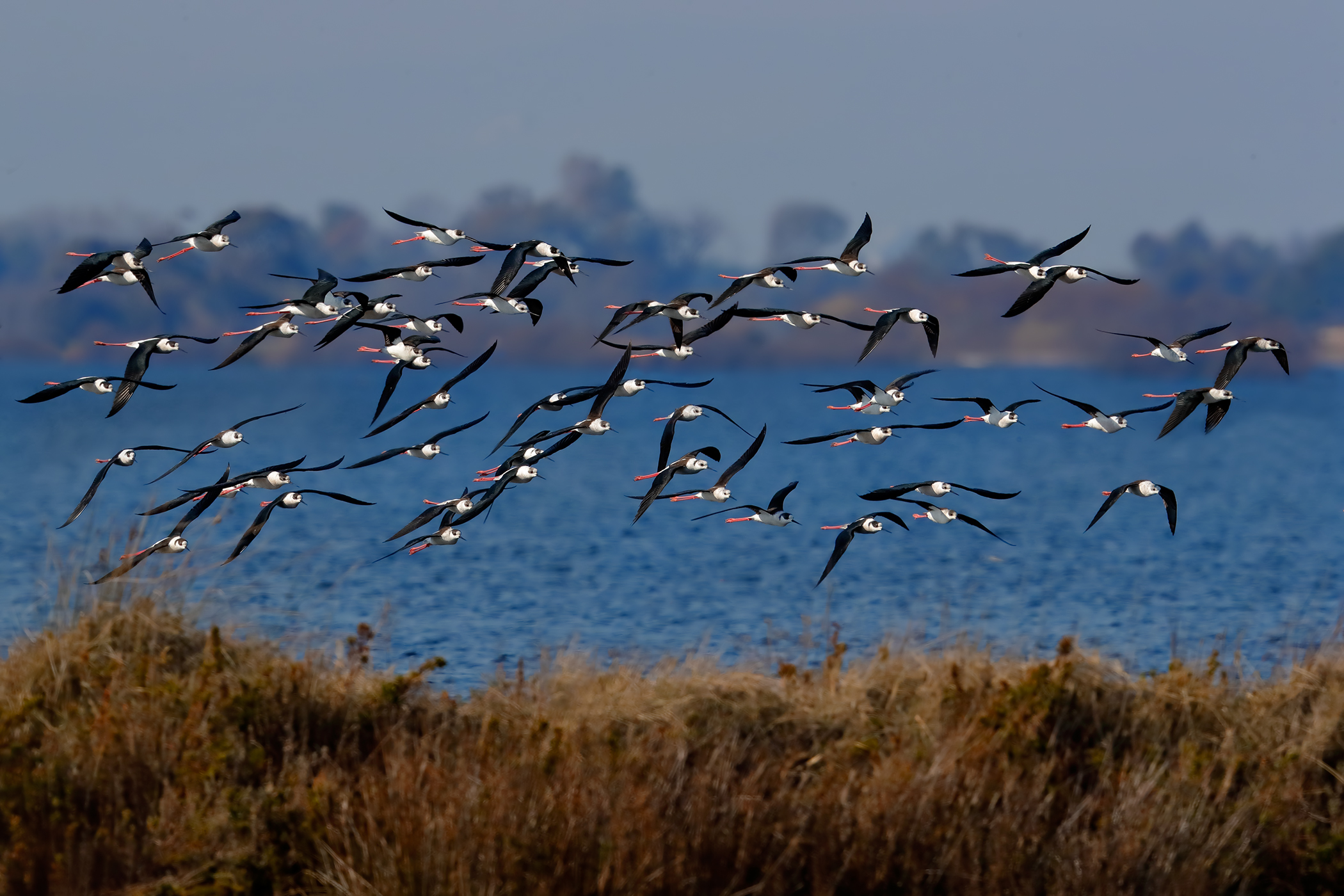 The migration of the Knights of Italy
