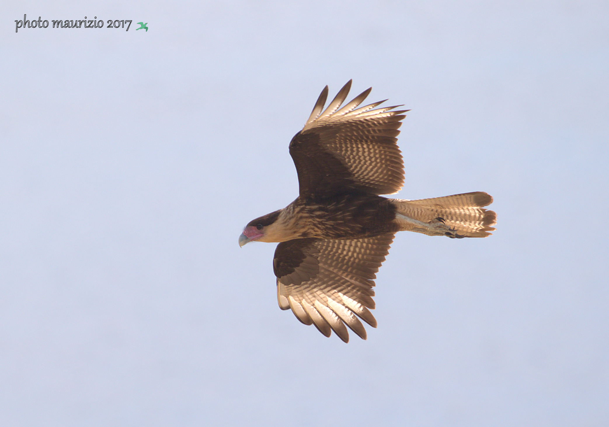 caracara plancus