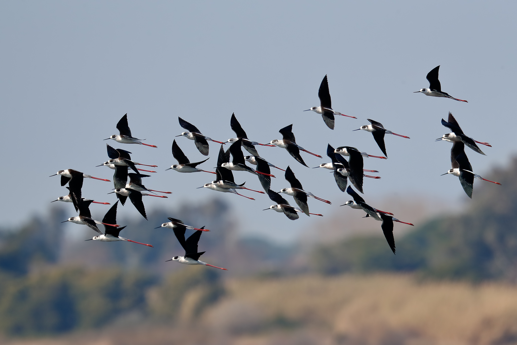 The migration of the Knights of Italy