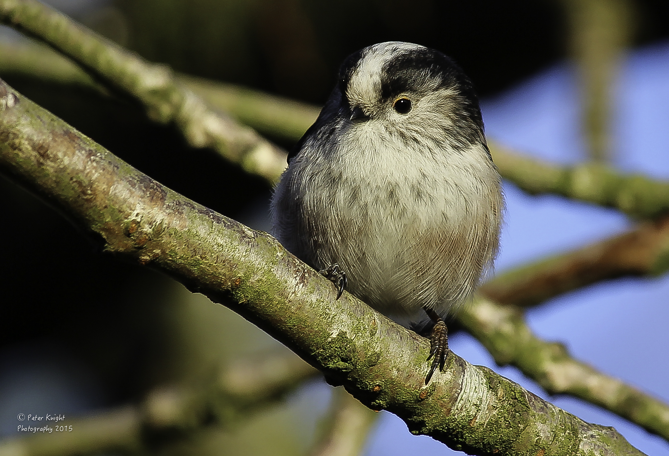 Long Tailed Tit