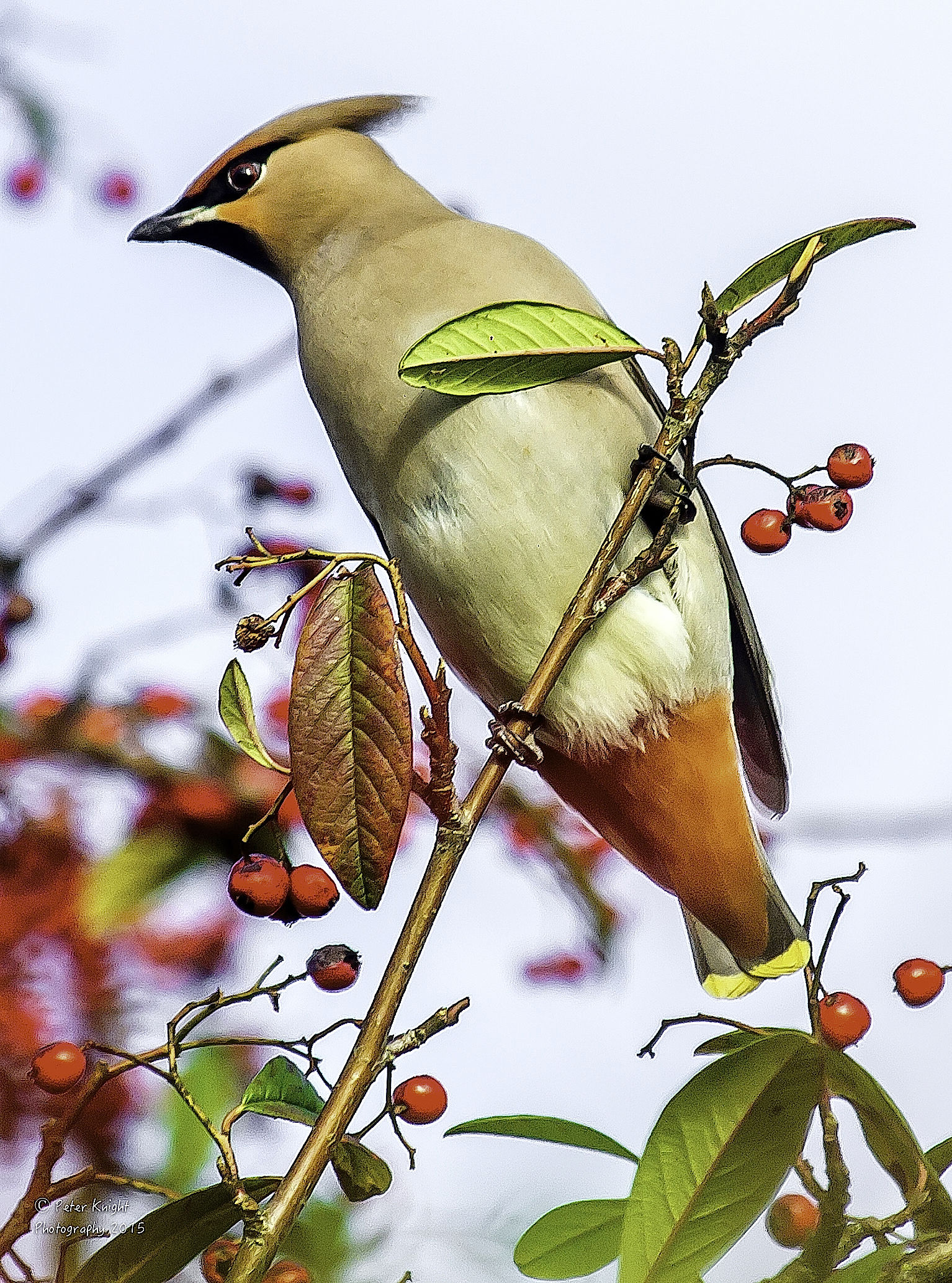 Waxwing