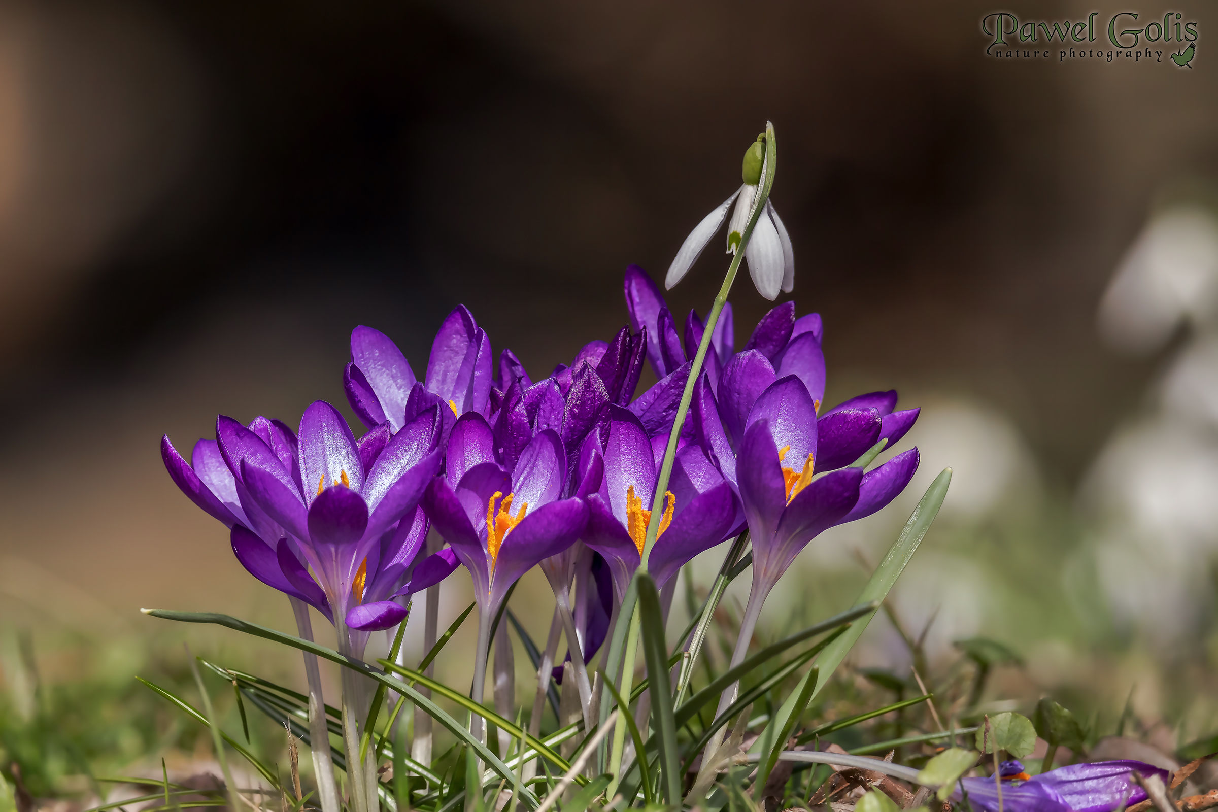 Crocus