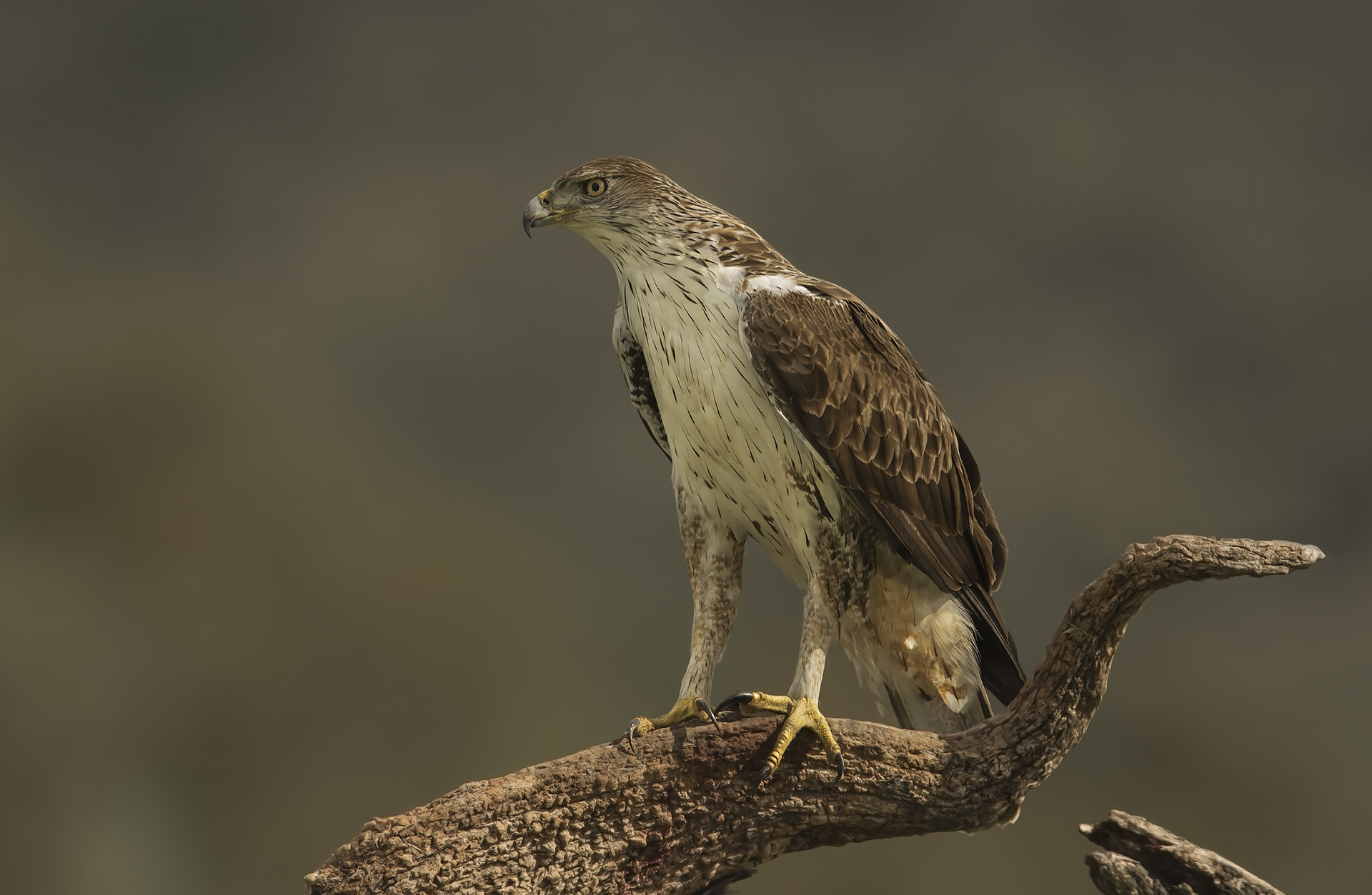 elaborazione....noiosa