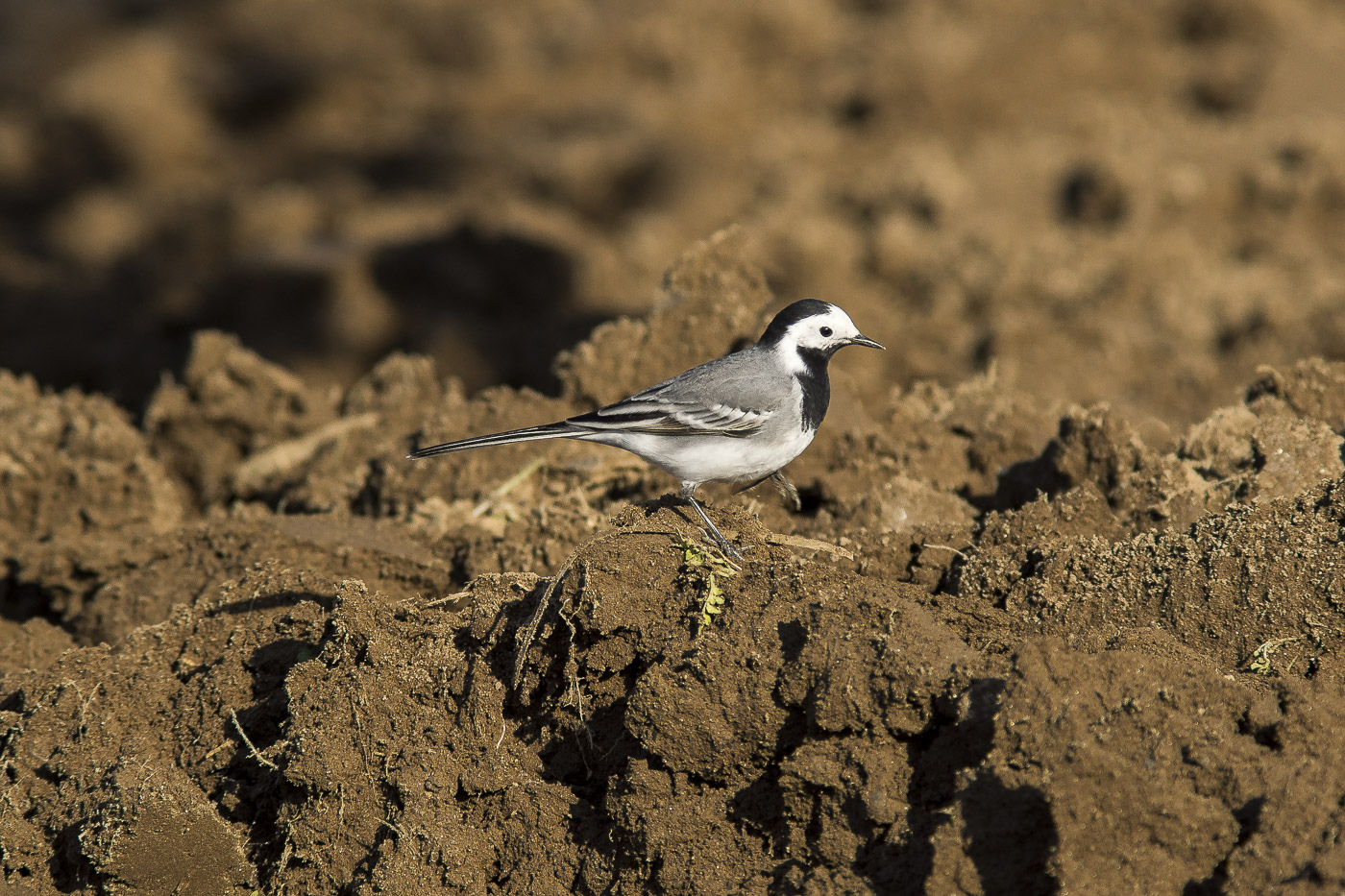 Cercando nel campo arato...
