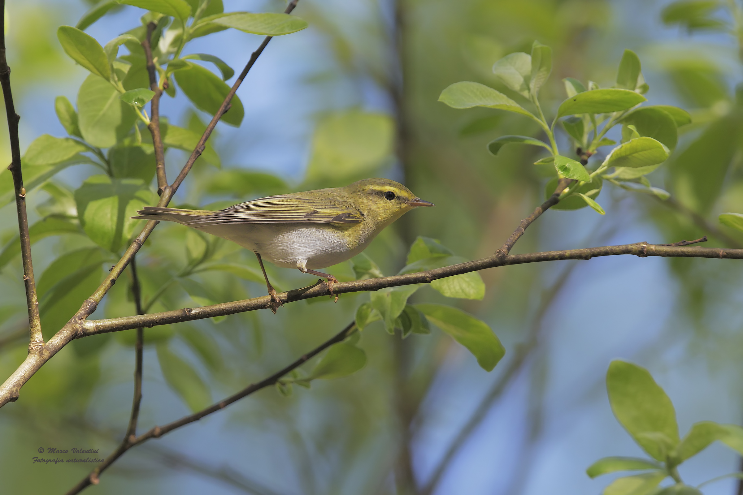 wood warbler
