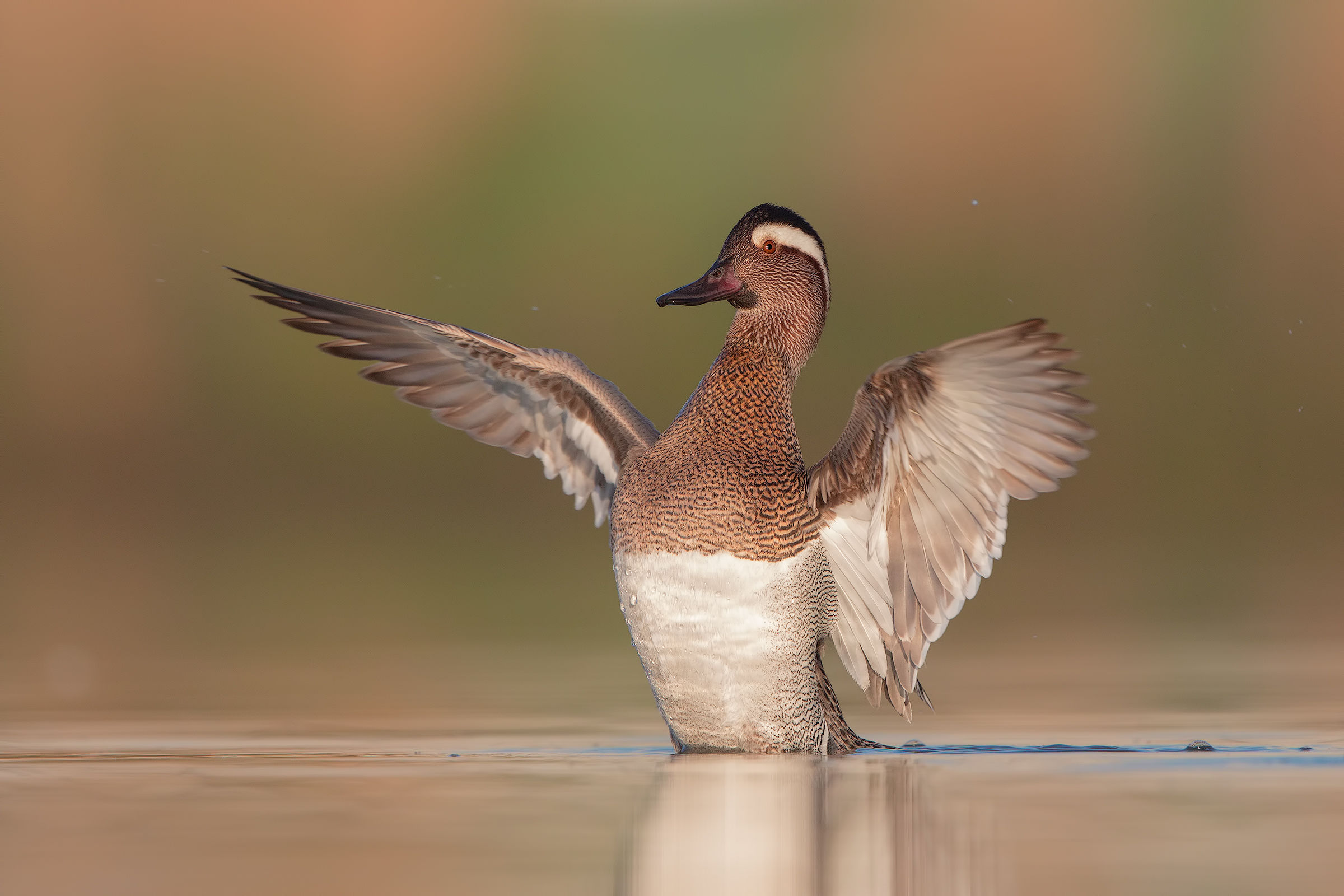 garganey