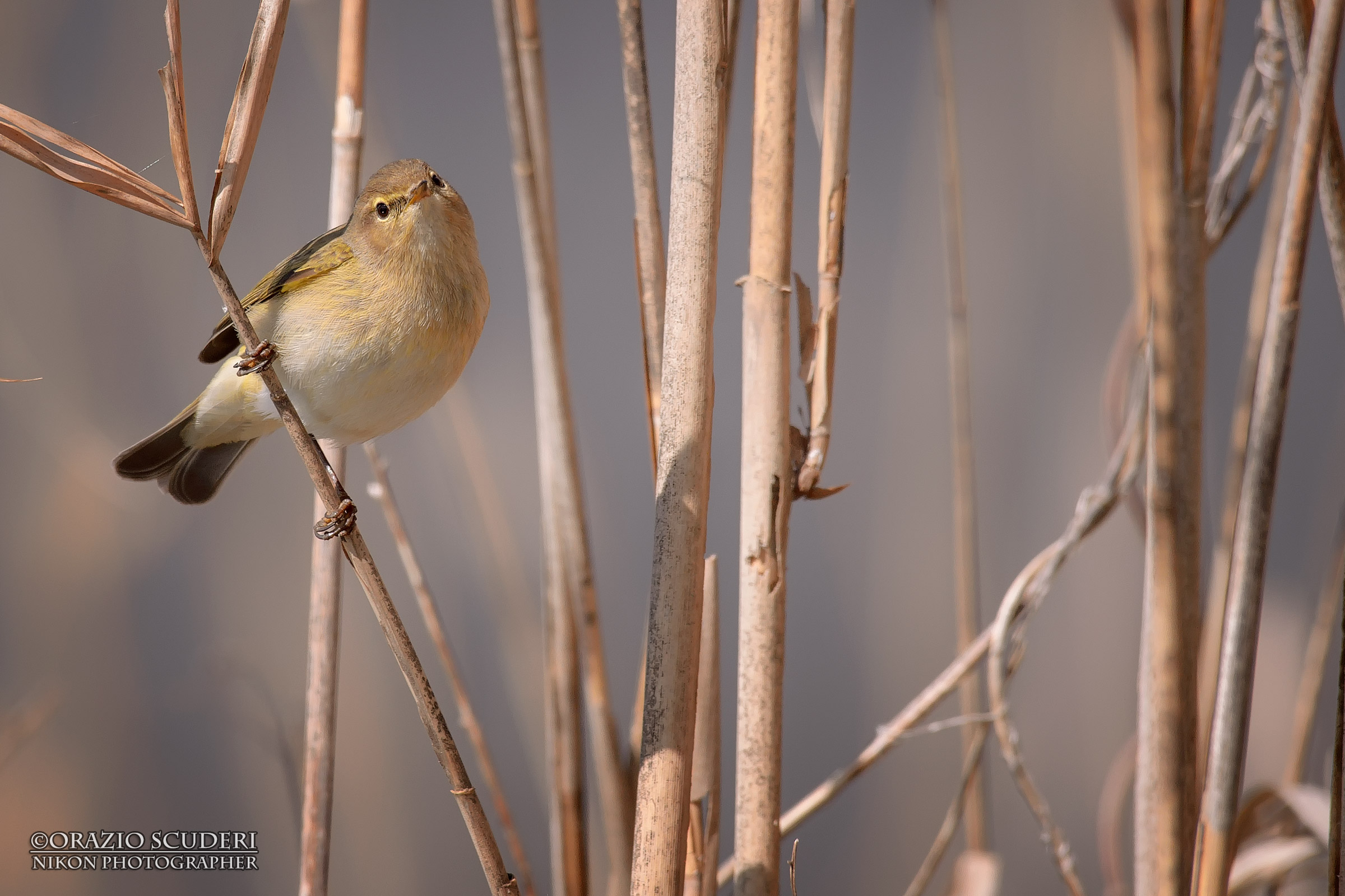 Phylloscopus sibilatrix