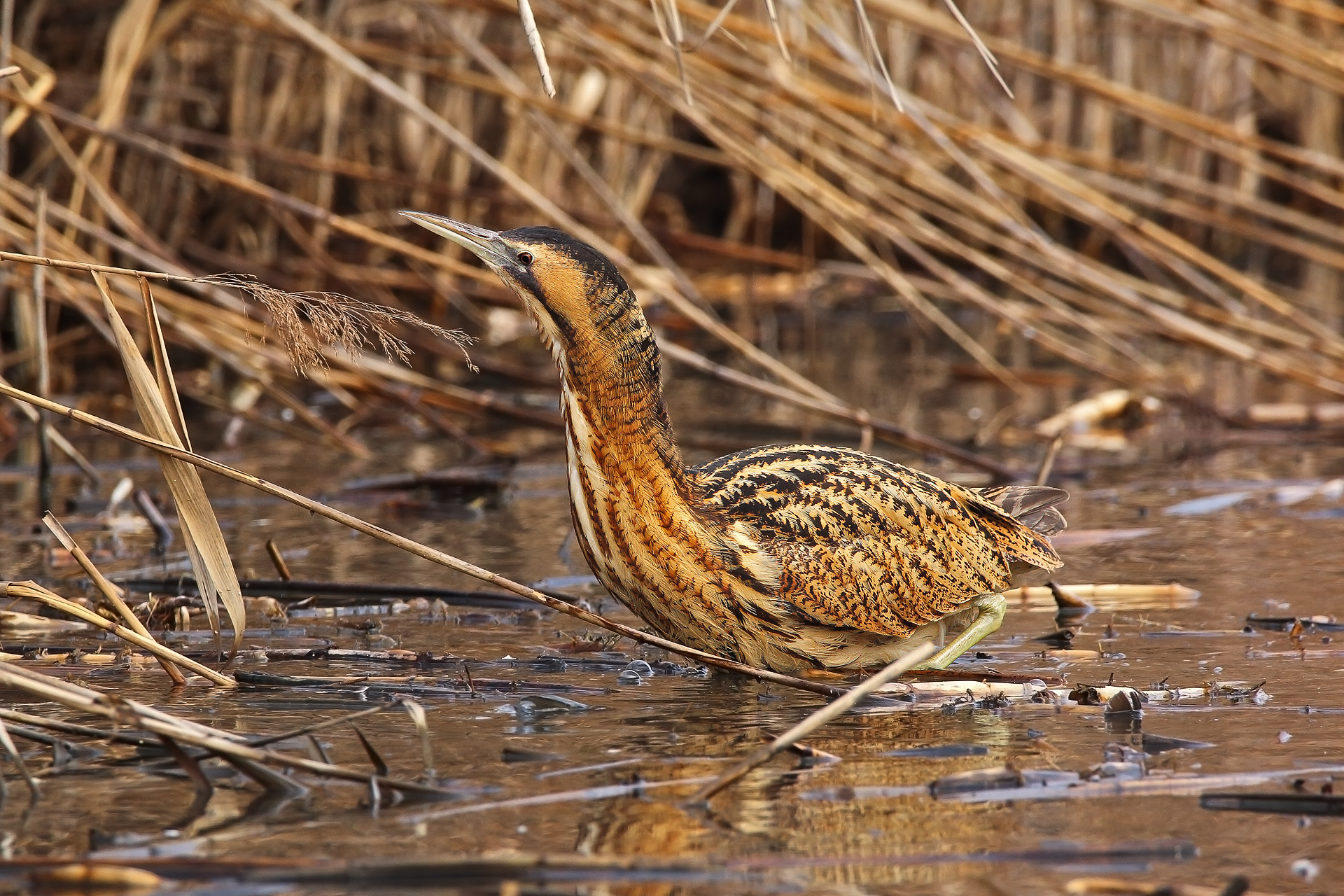 bittern