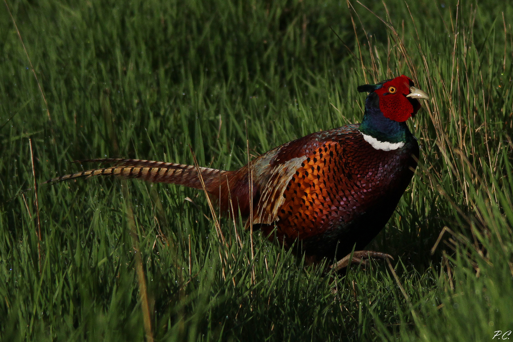 pheasant