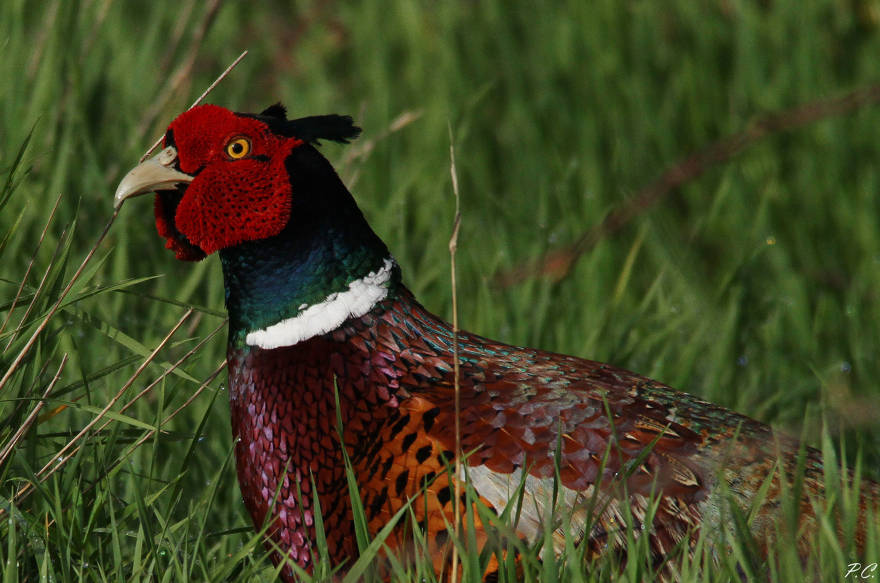 pheasant