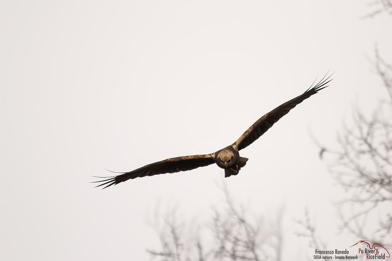 marsh harrier