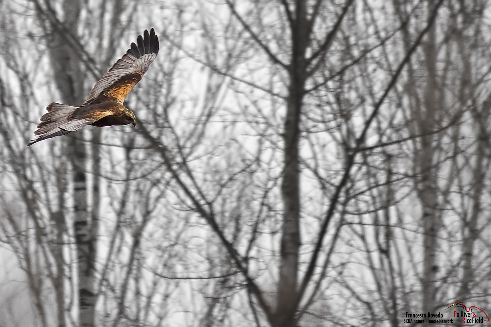 the ladies of the marsh
