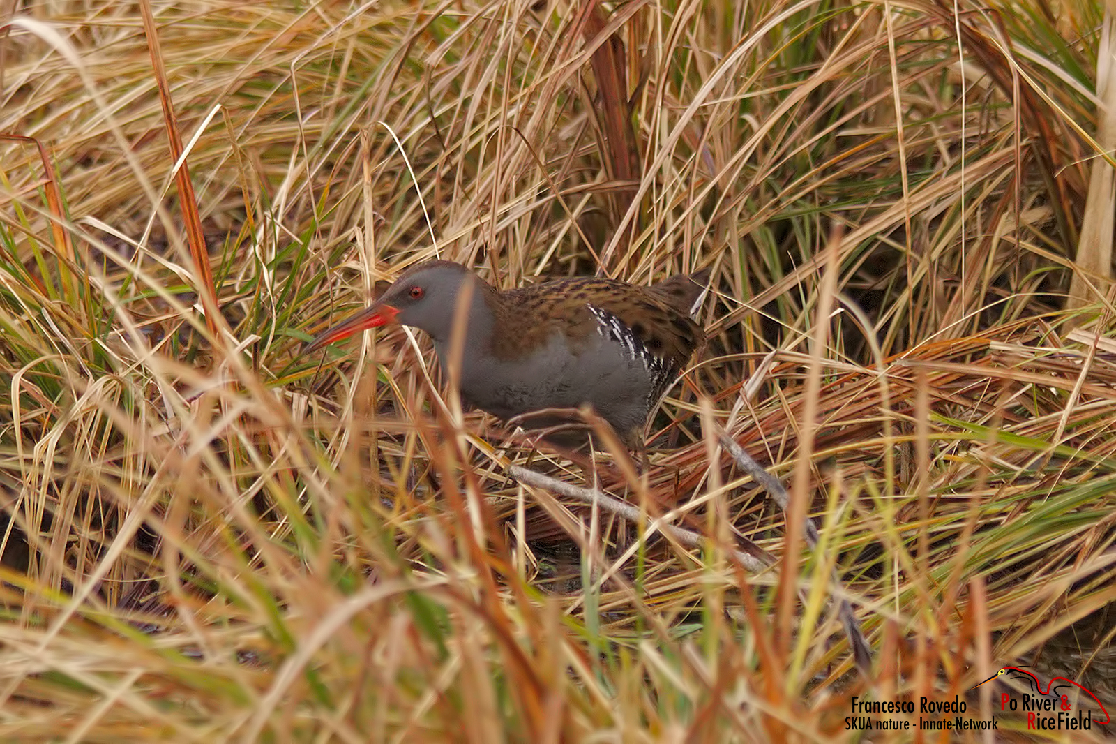 porciglione fra l'erba