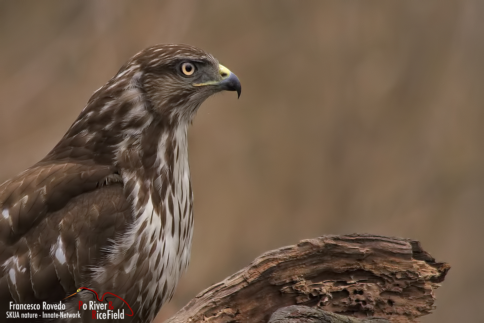 buzzard profile