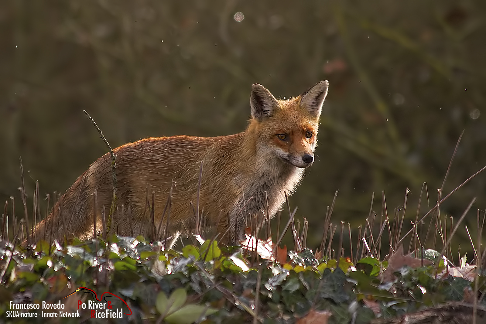 rains with the sun, they show us the foxes
