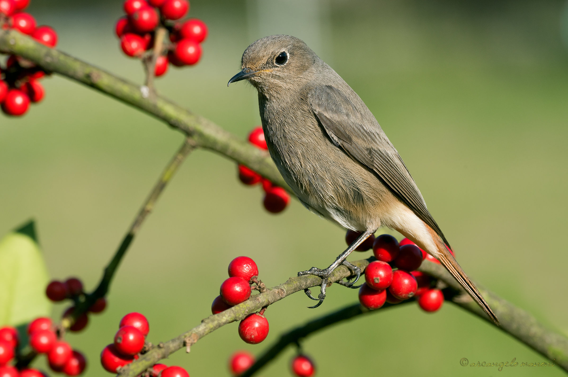 Bacche rosse e codirosso