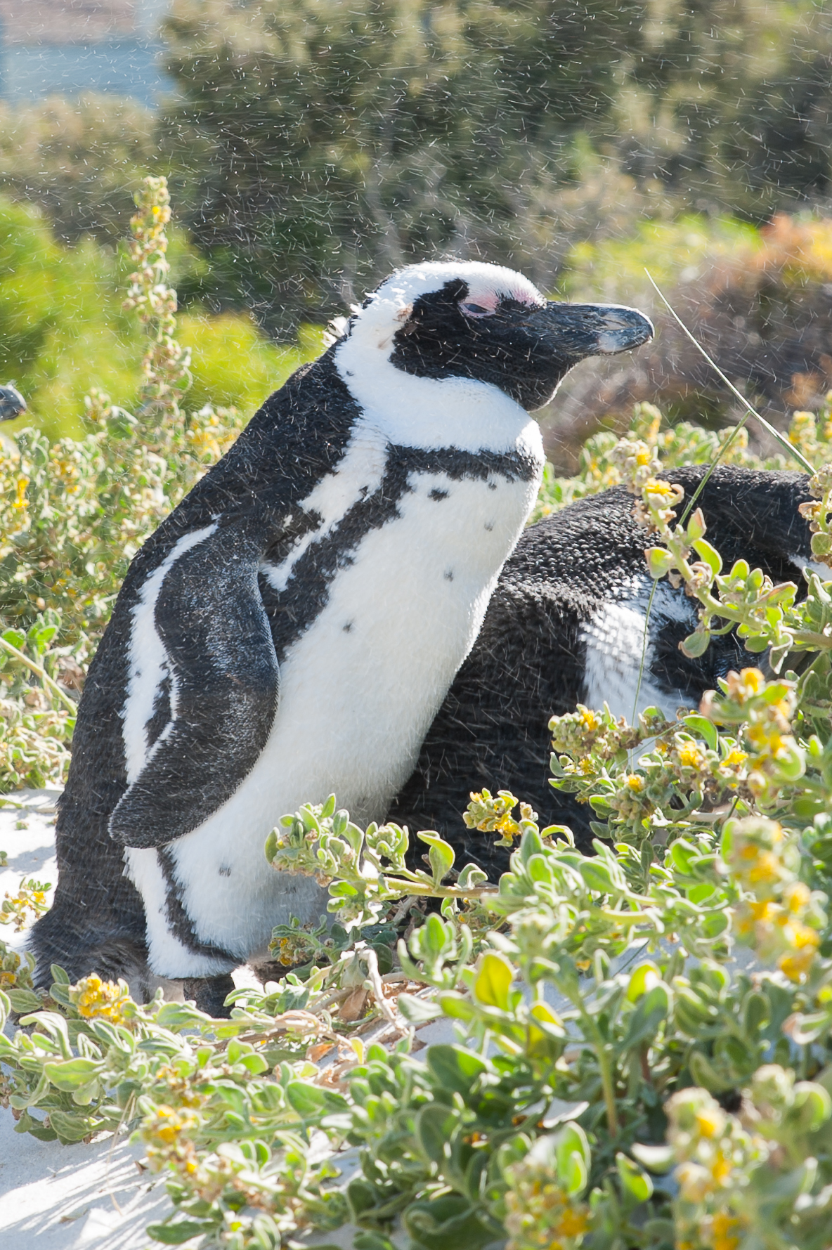 African penguin and a lot of sand