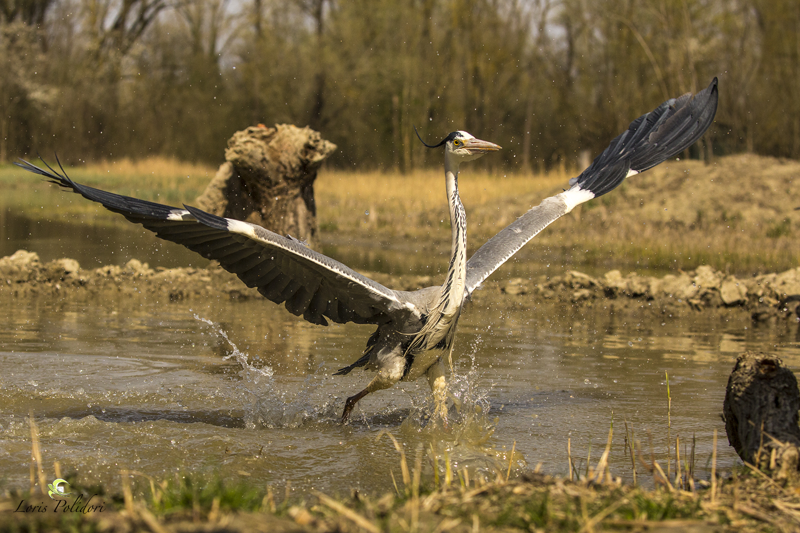 Airone cenerino in partenza