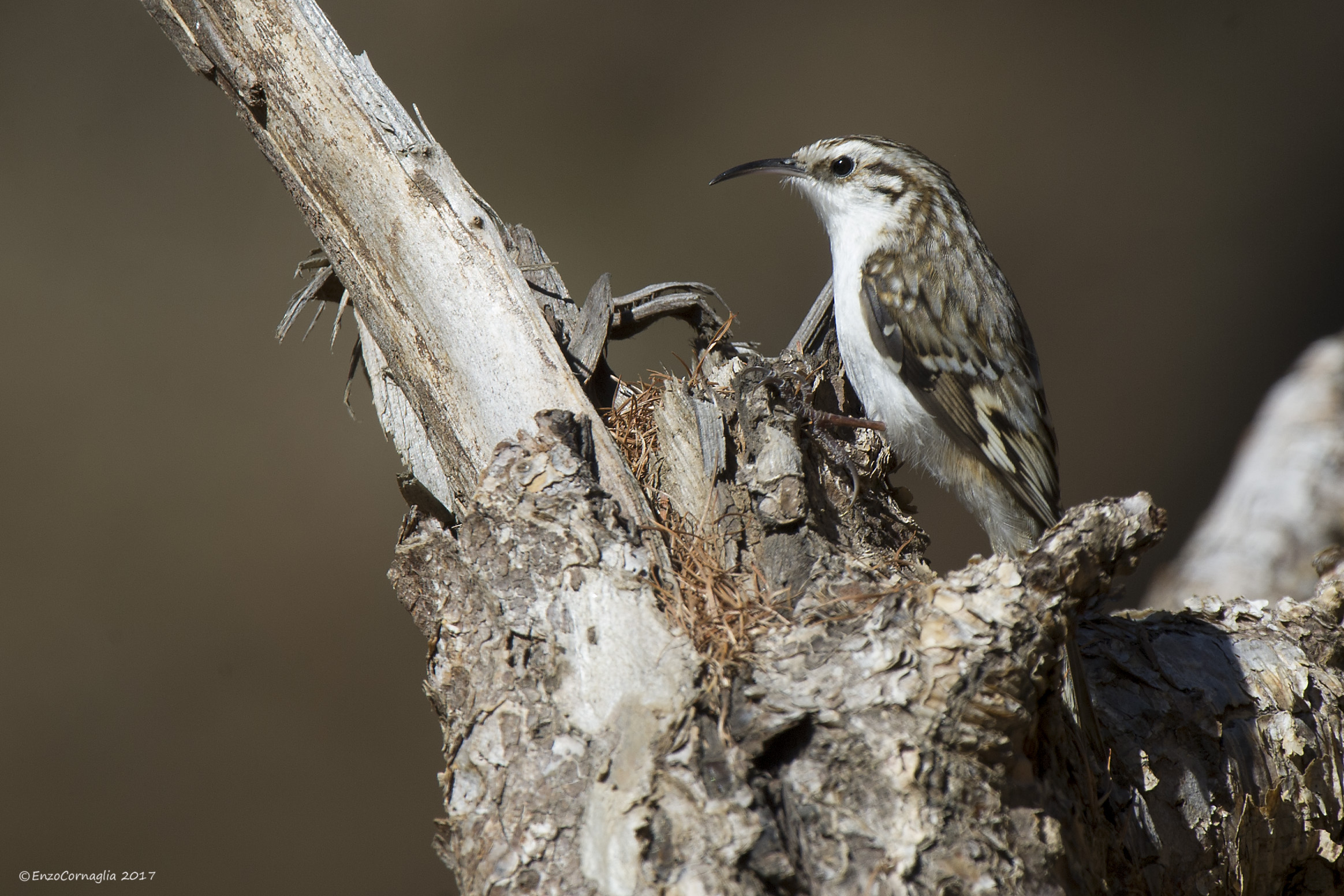 treecreeper