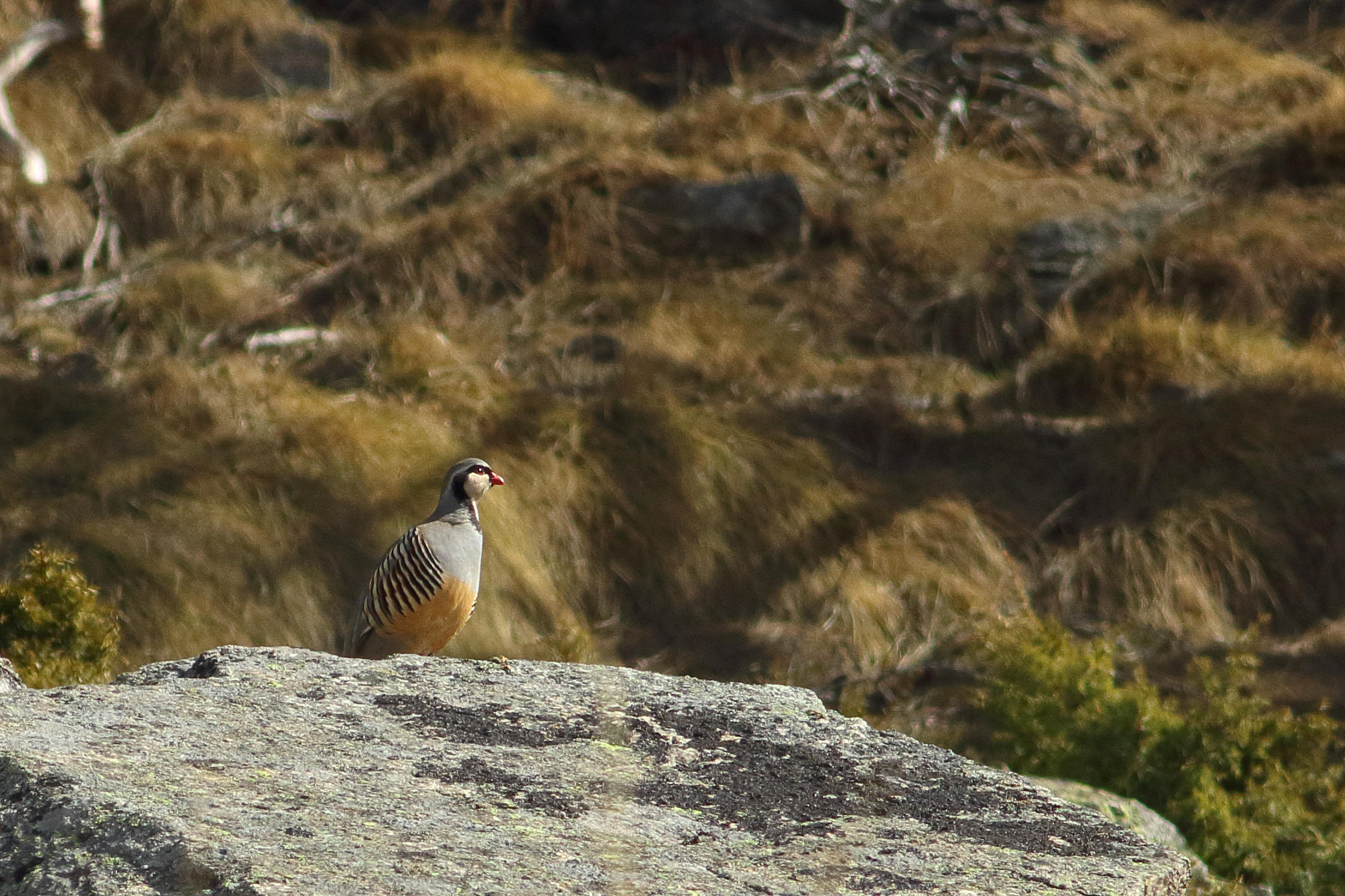 red partridge