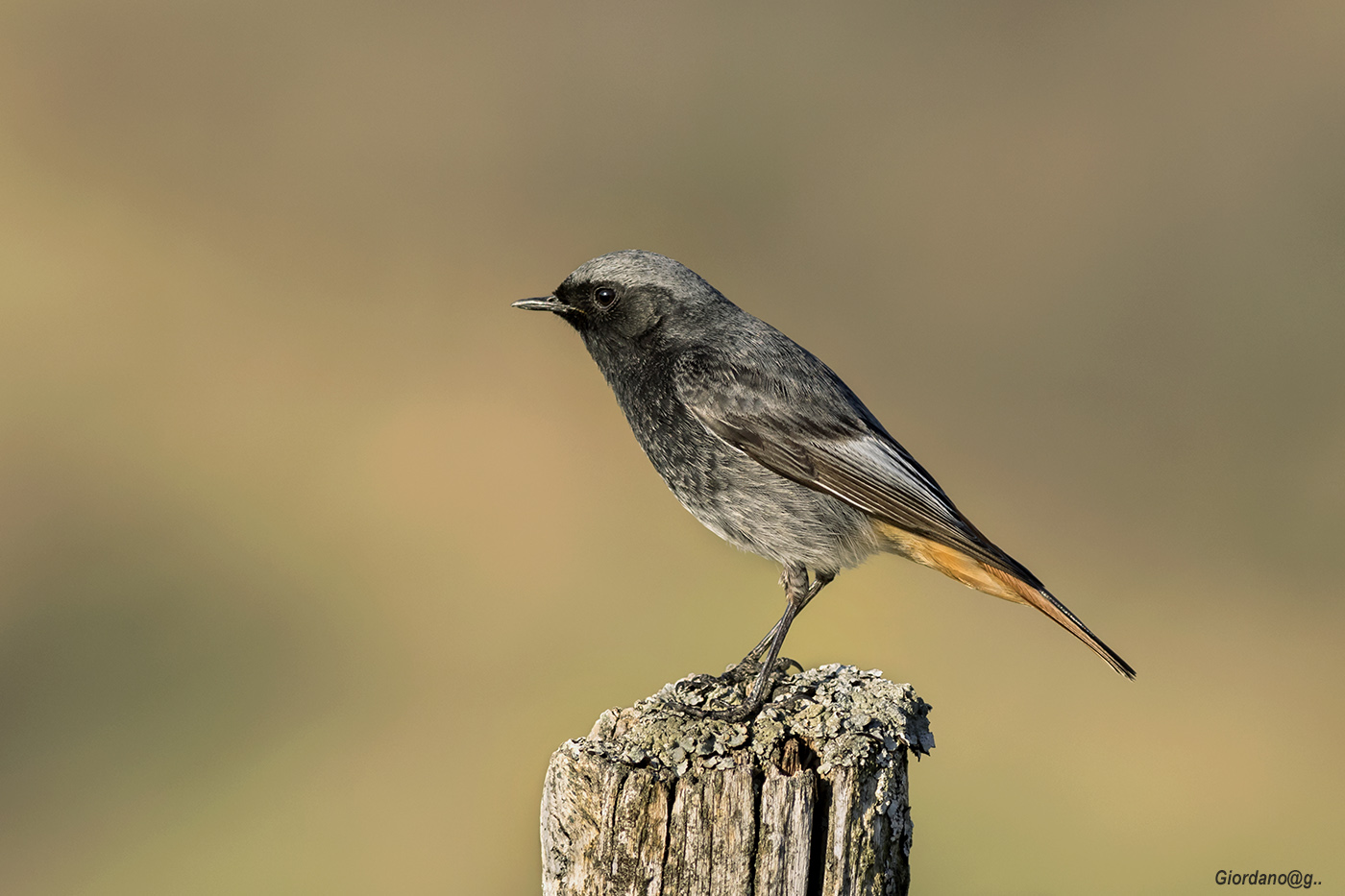 Chimney sweep Redstart
