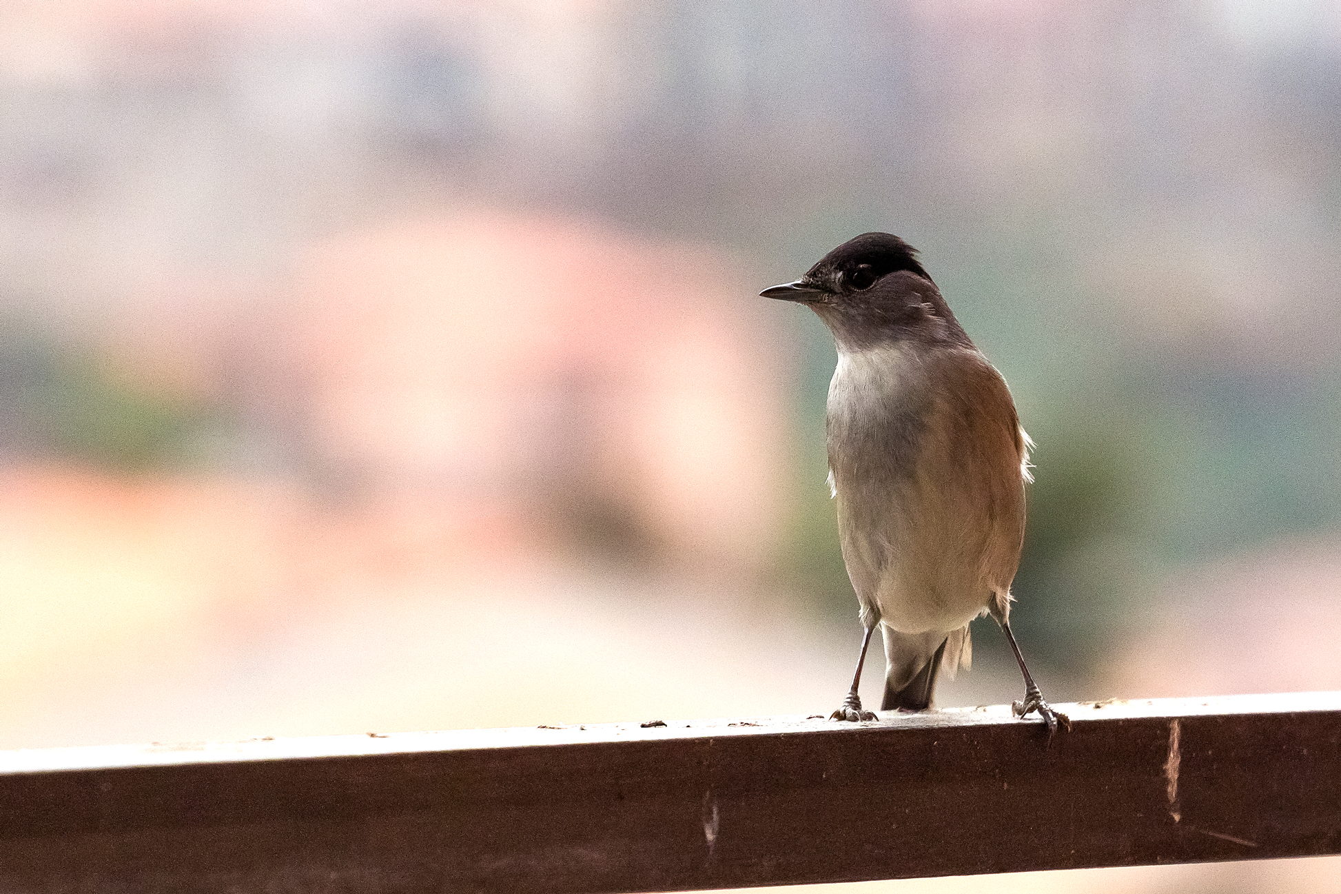 Blackcap