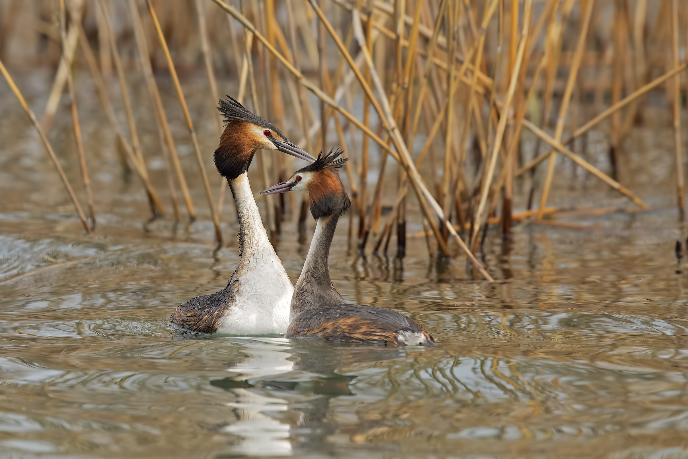 Great Crested Grebe