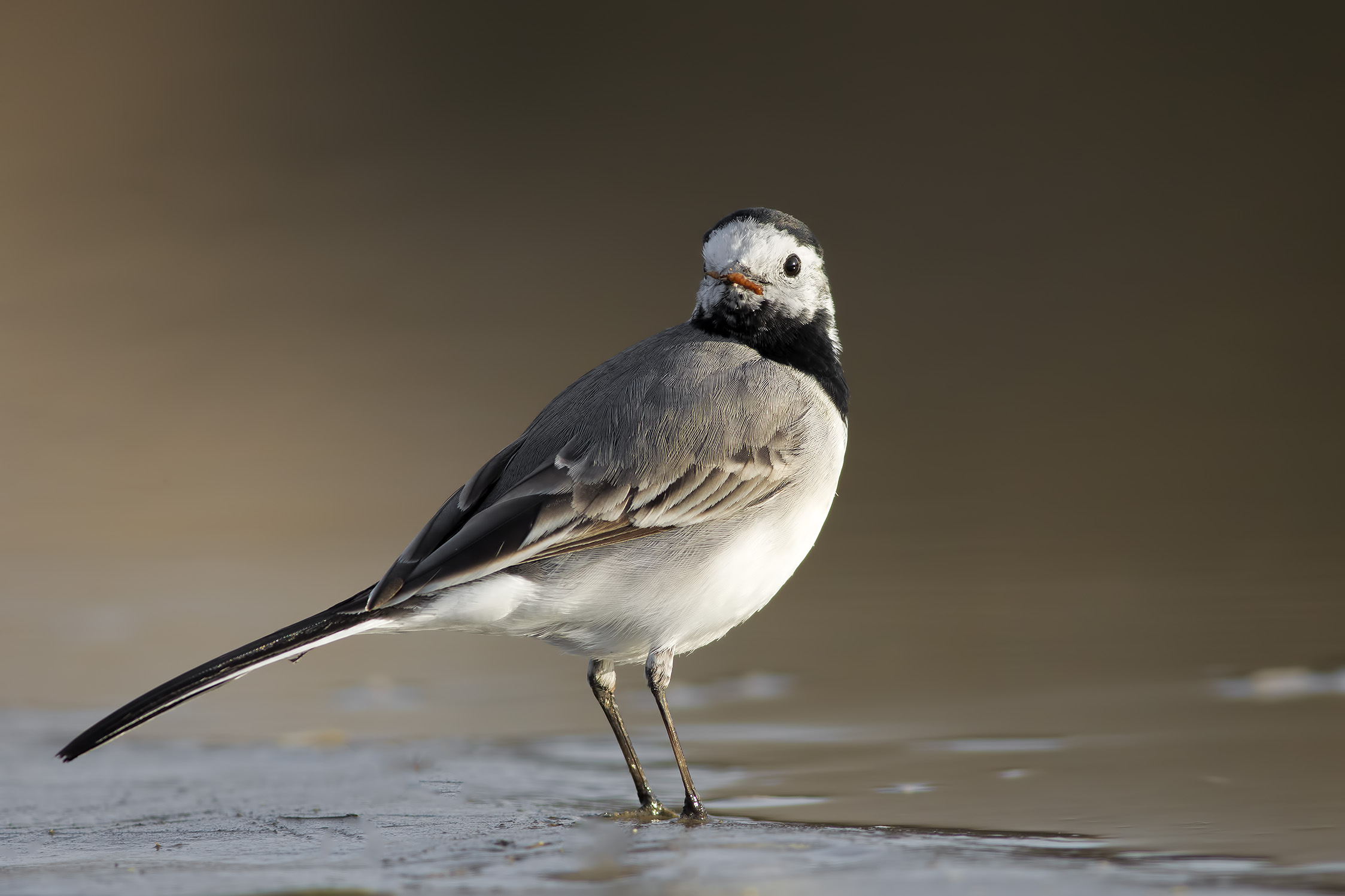 La Bianca ed il vermetto