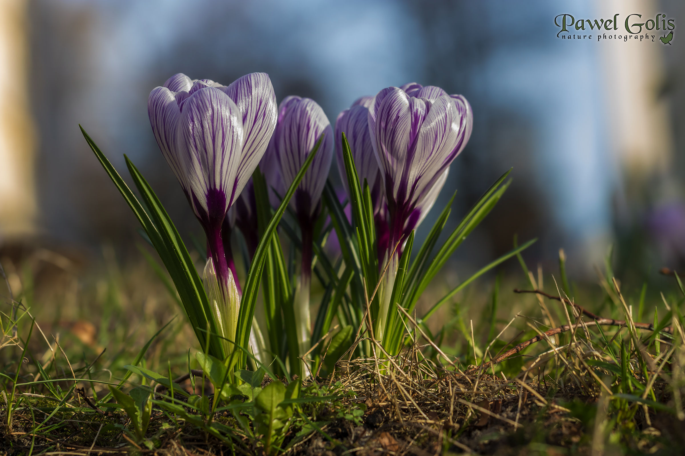 Crocus