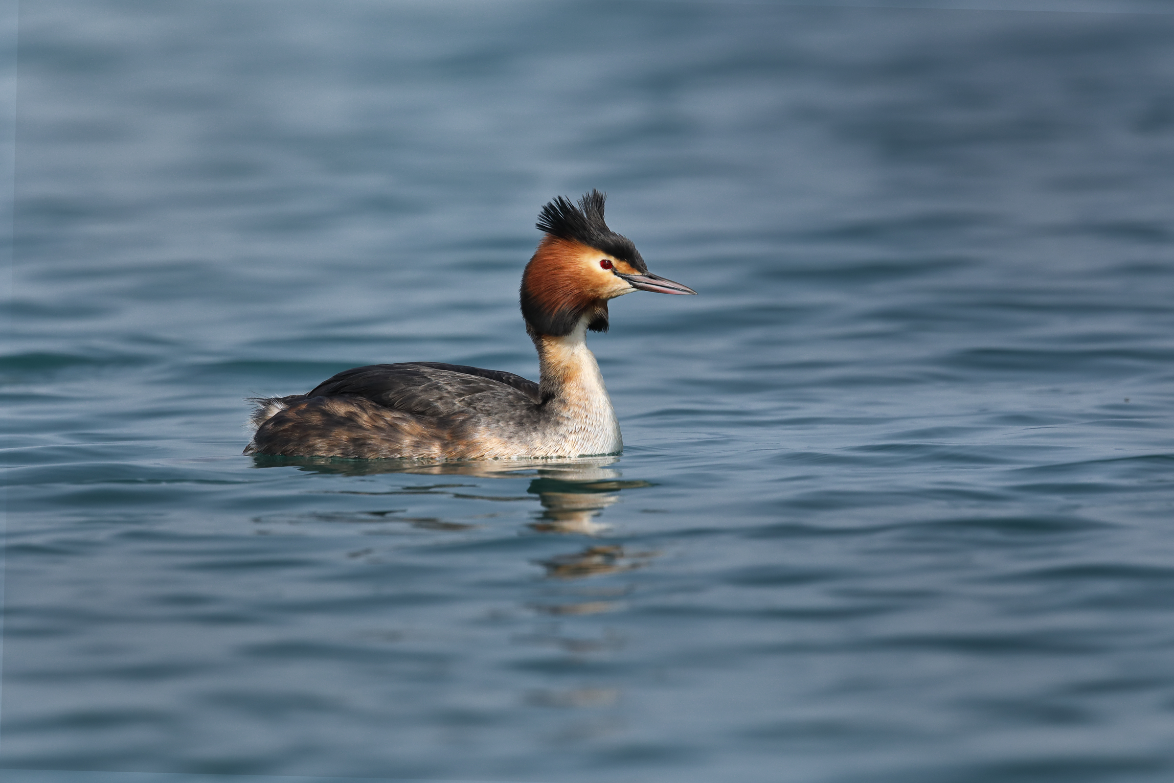 grebe