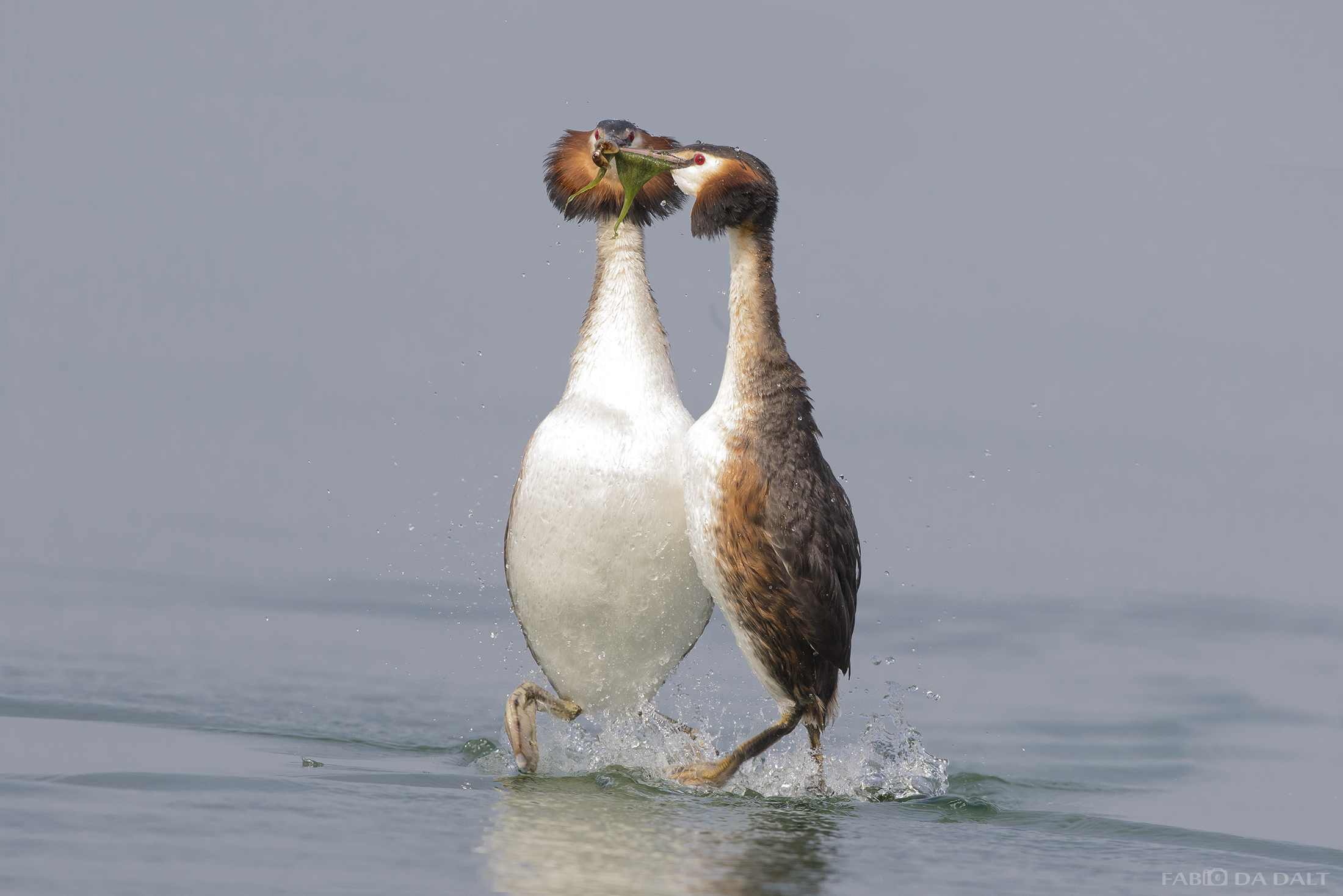 Great Crested Grebe