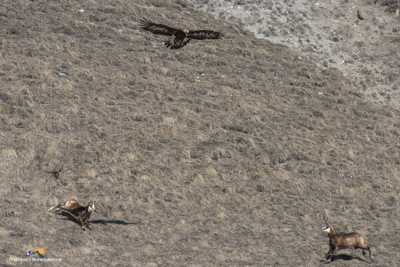 La rinuncia dell'aquila