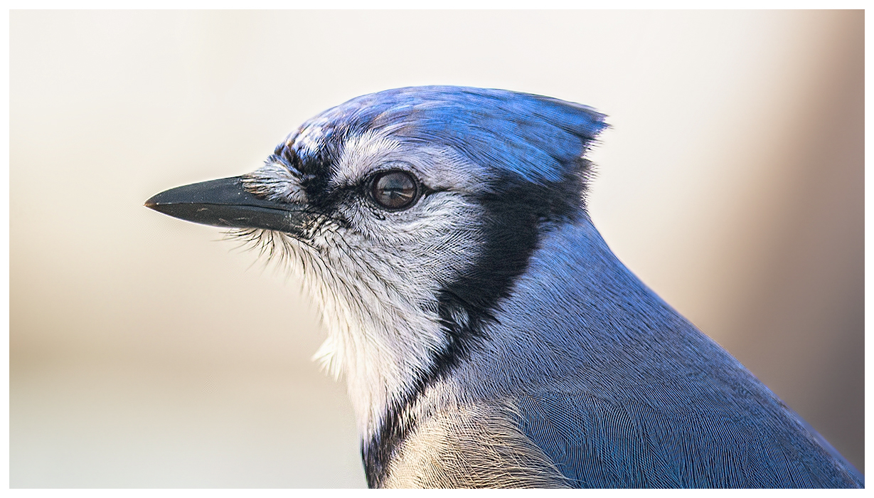 blue Jay