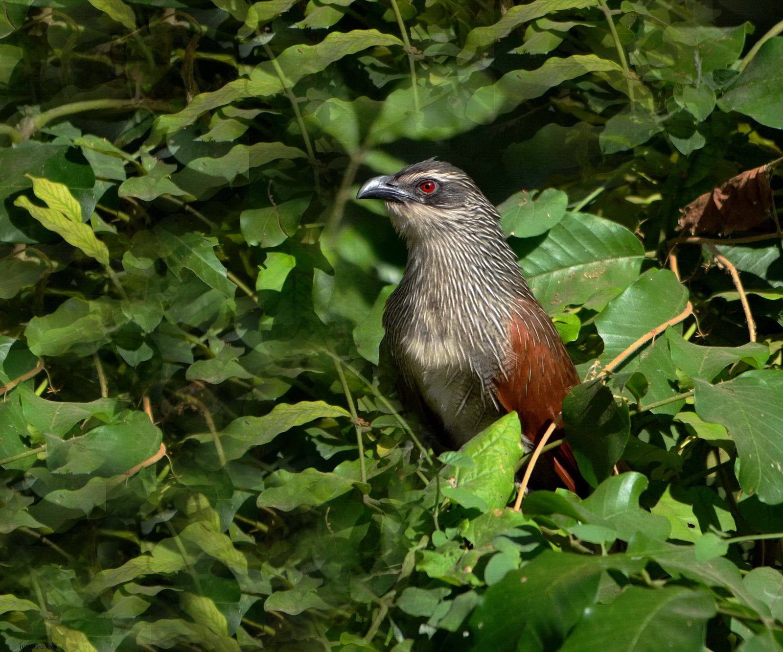 White-Browed coucal (Centropus superciliosus)