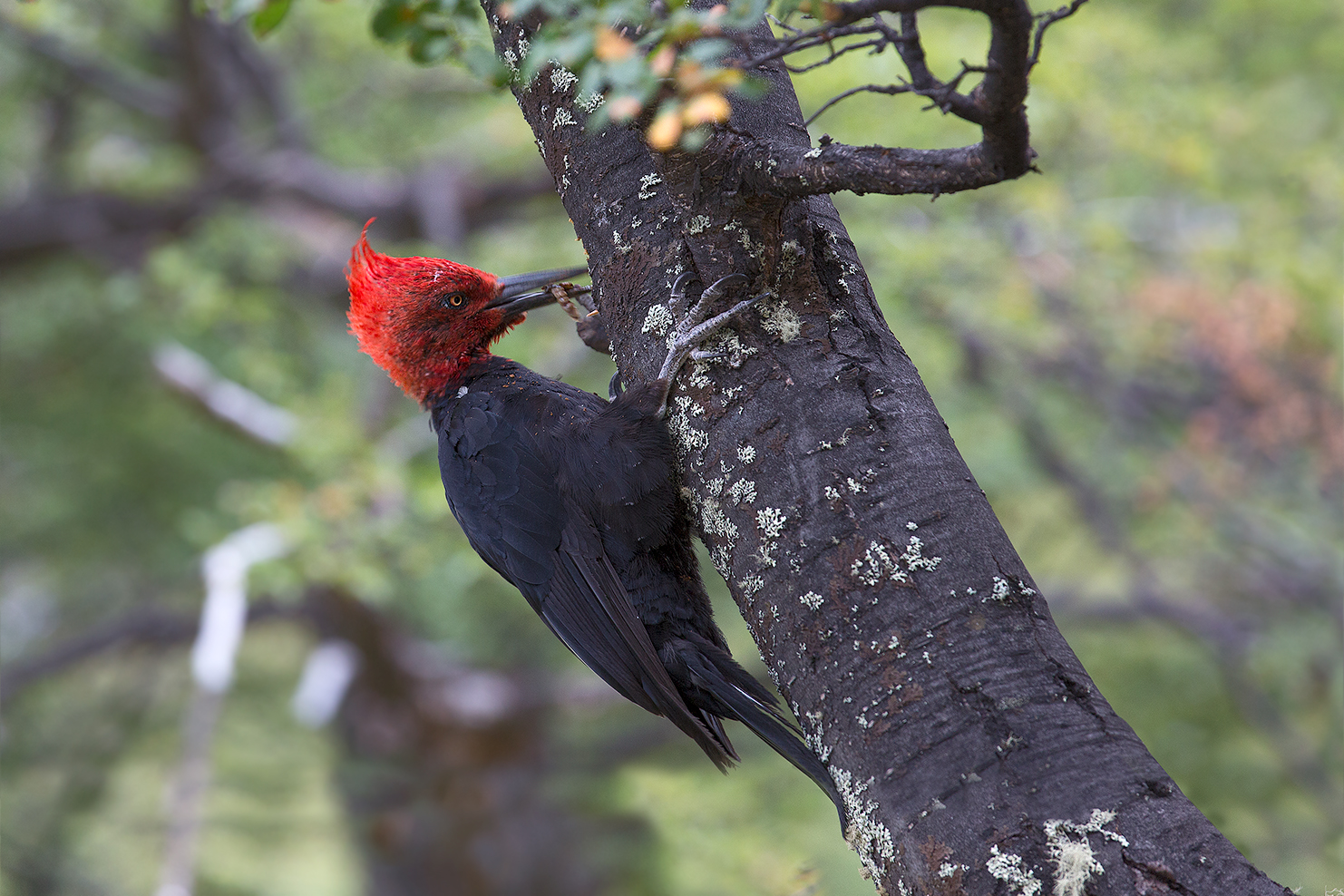 Picchio di Magellano. (Campephilus magellanicus)