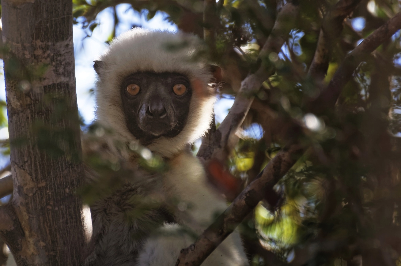 sifaka lemur