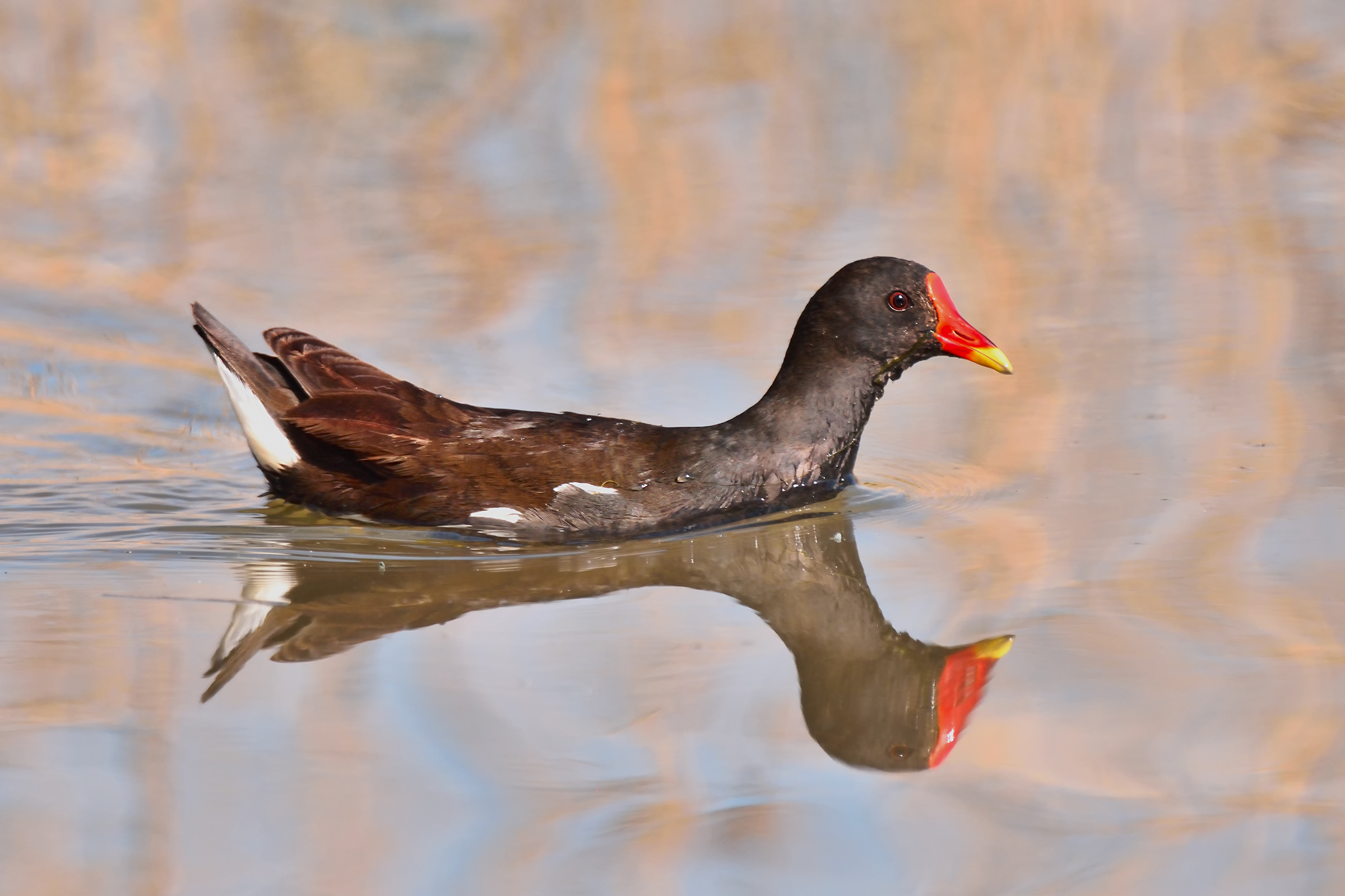 The Moorhen