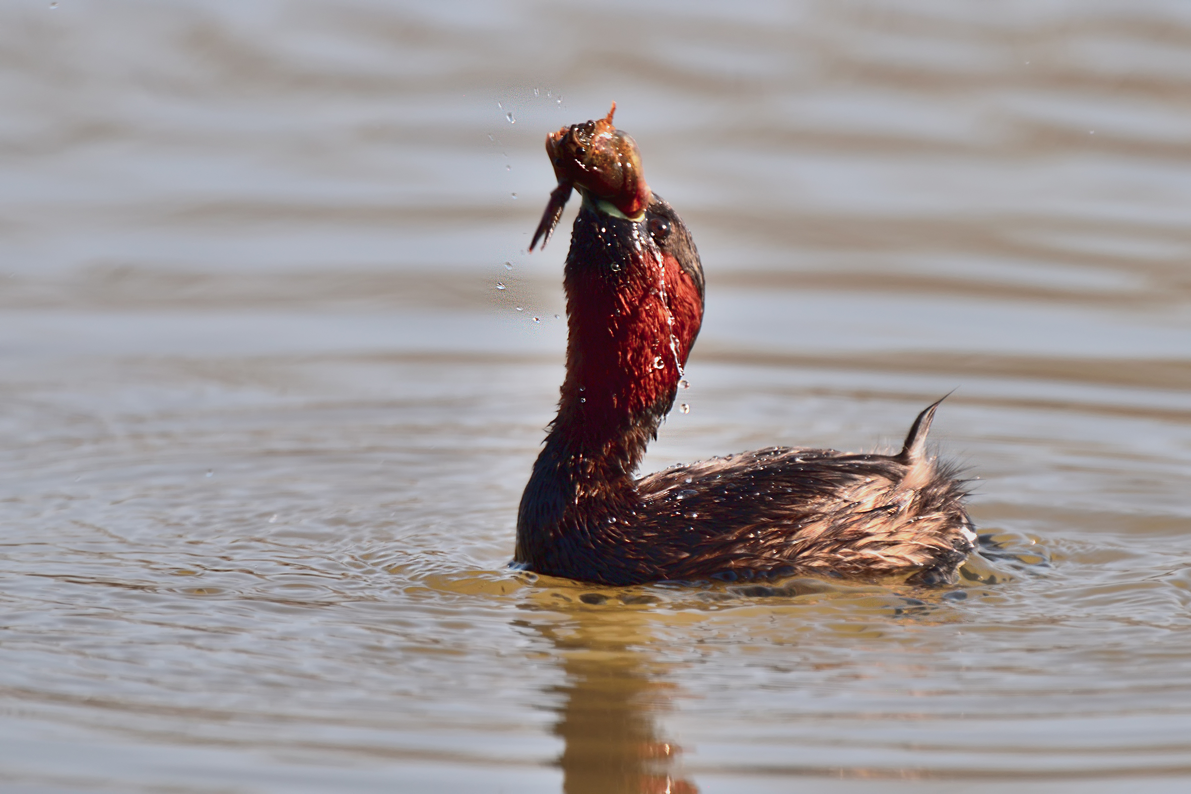 The little grebe and the Shrimp