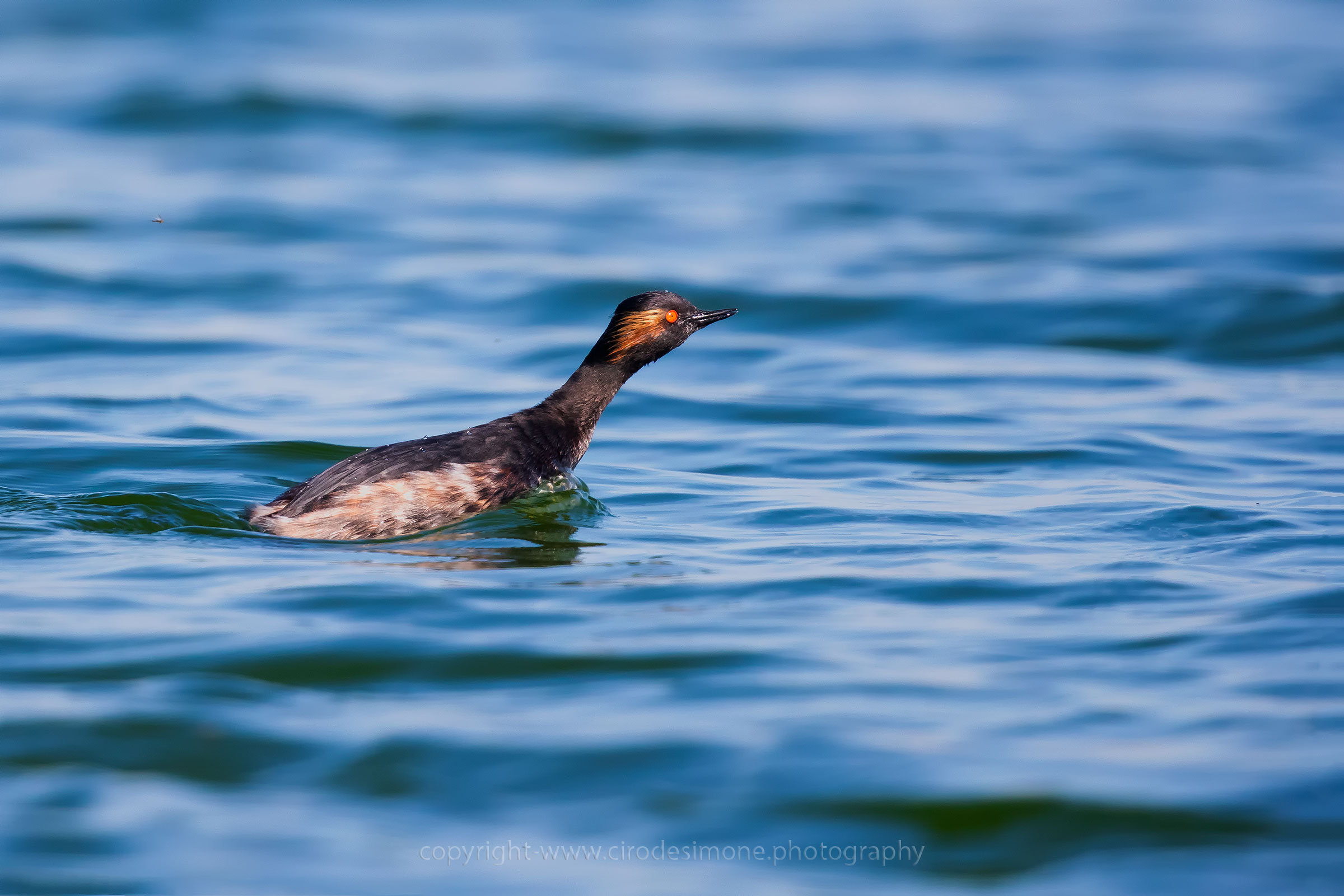 Black-necked Grebe in wedding dress