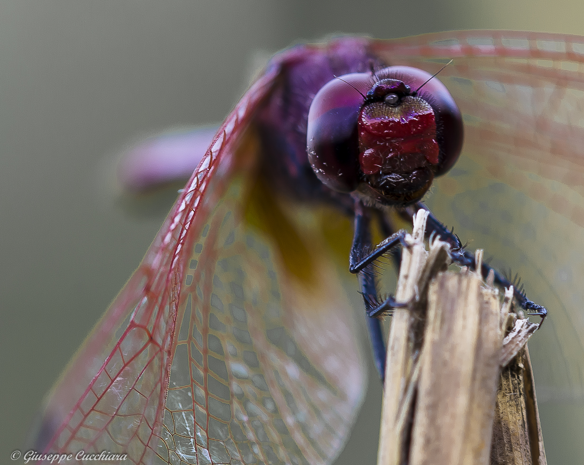 Libellula