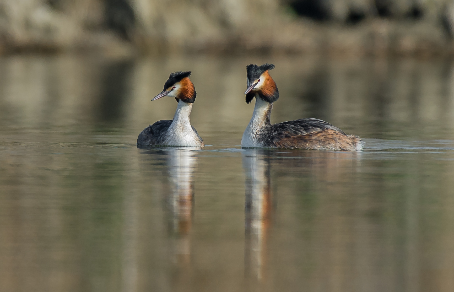 grebes