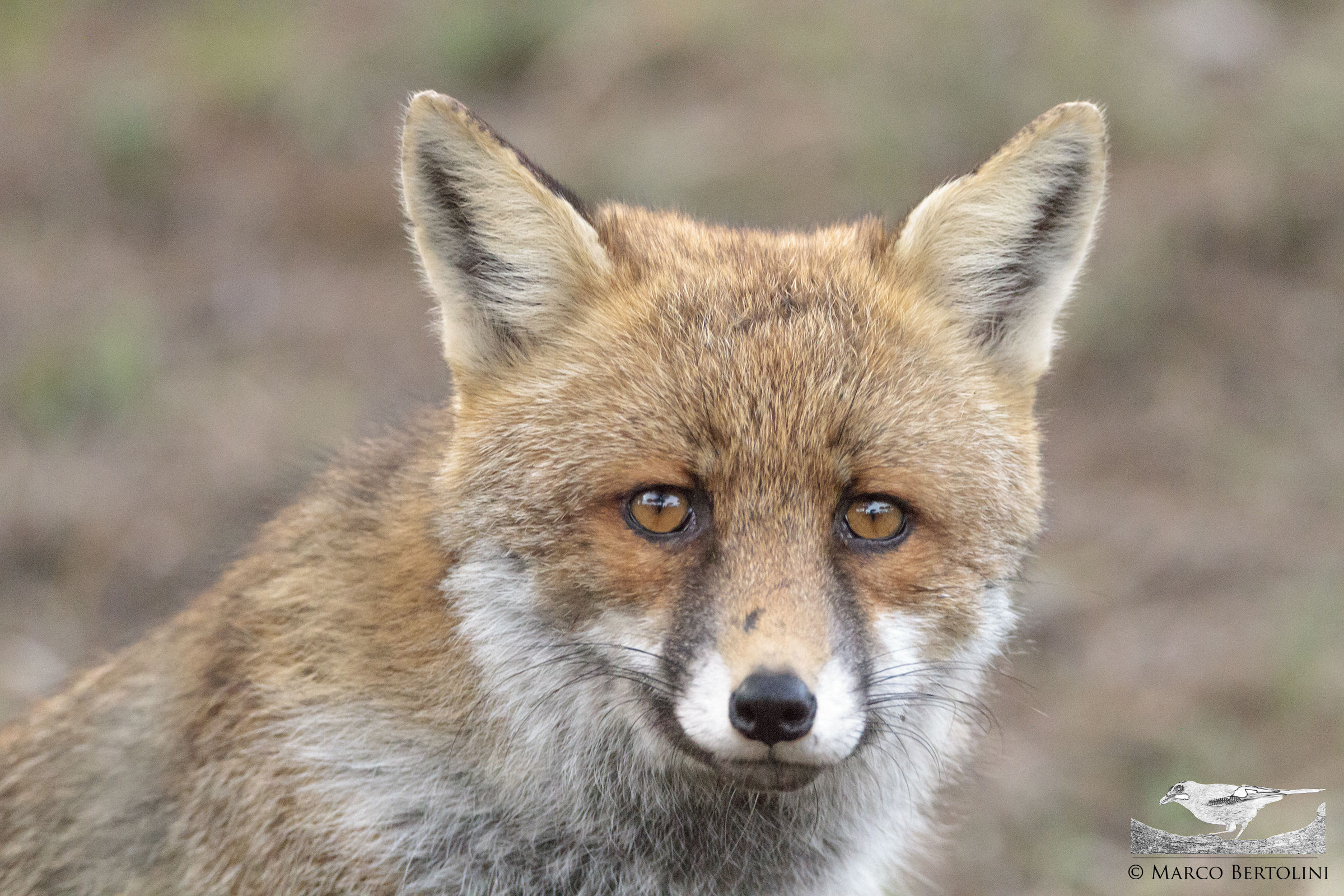 Portrait of fox