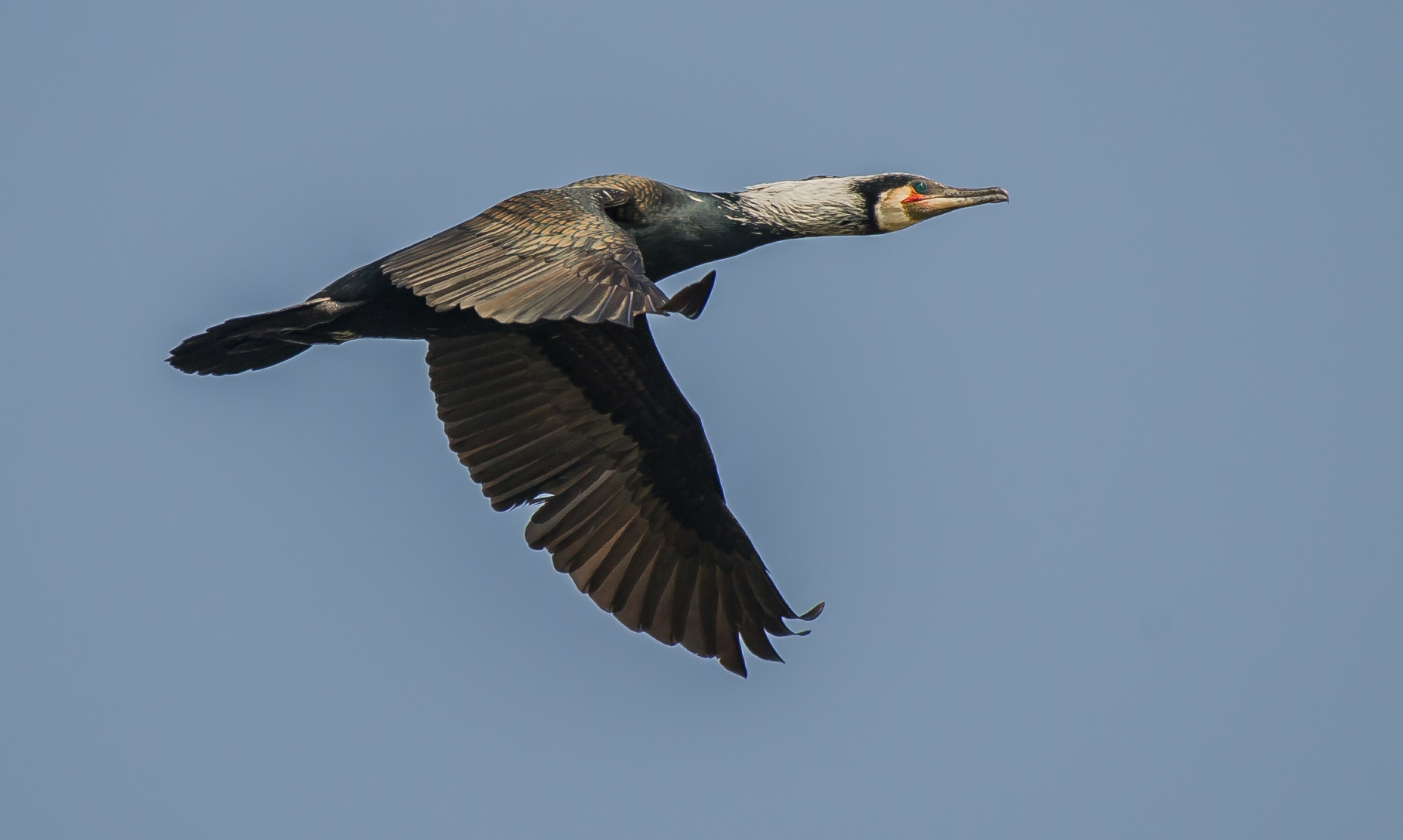 cormorant